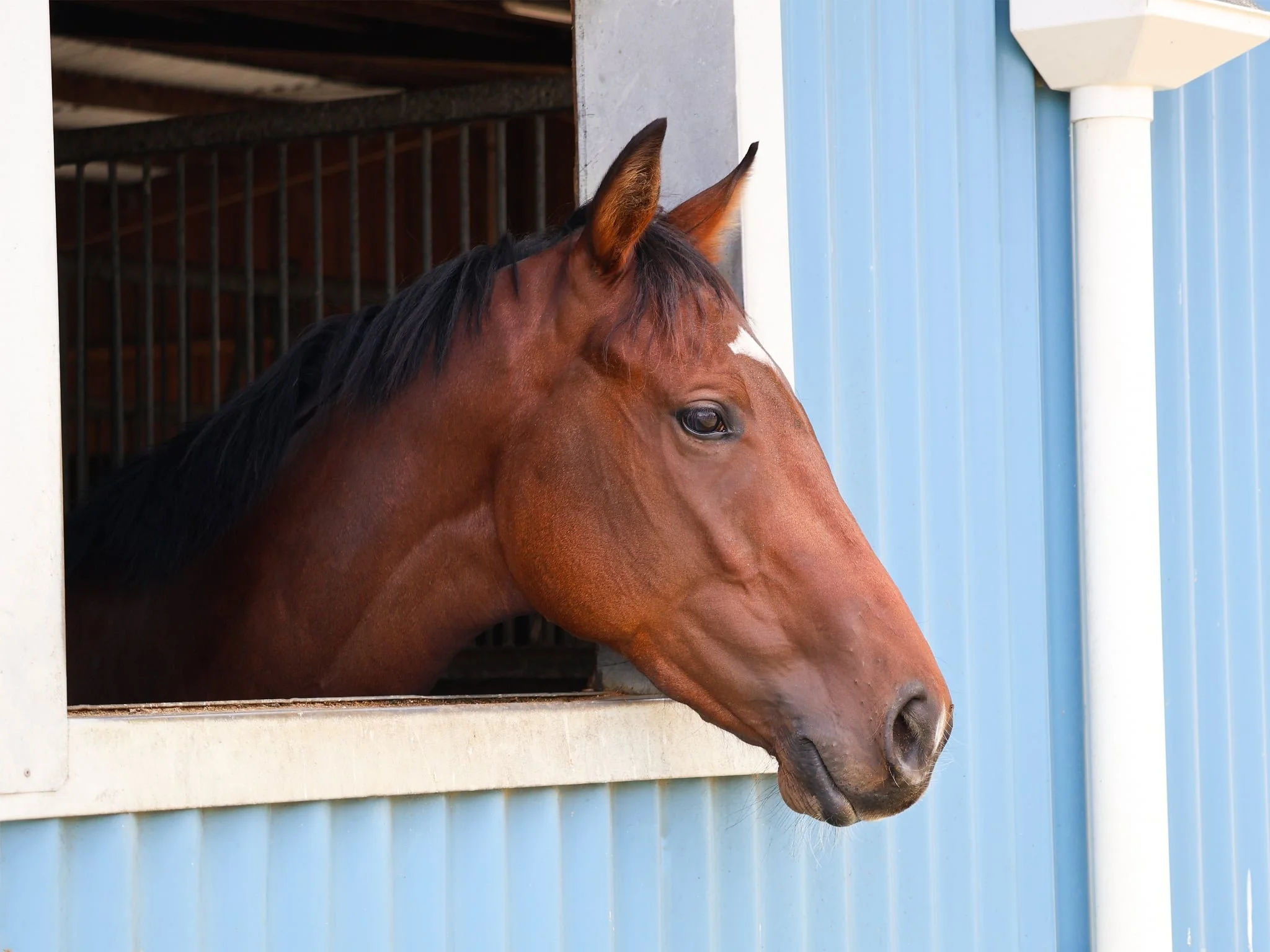 A brown horse with a black mane looking out from a stable window with light blue siding.