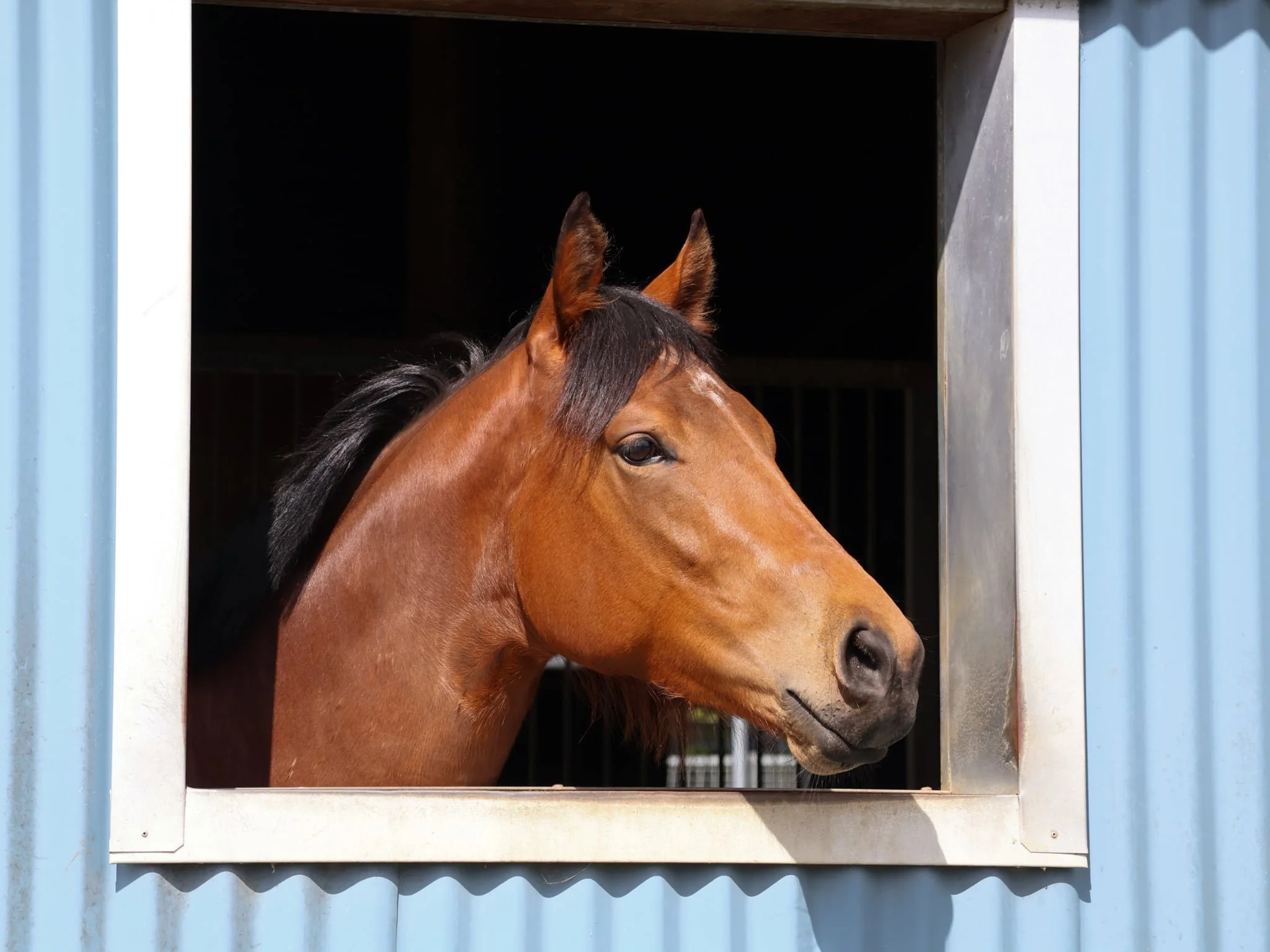 A brown horse looking out of a stable window with blue siding.