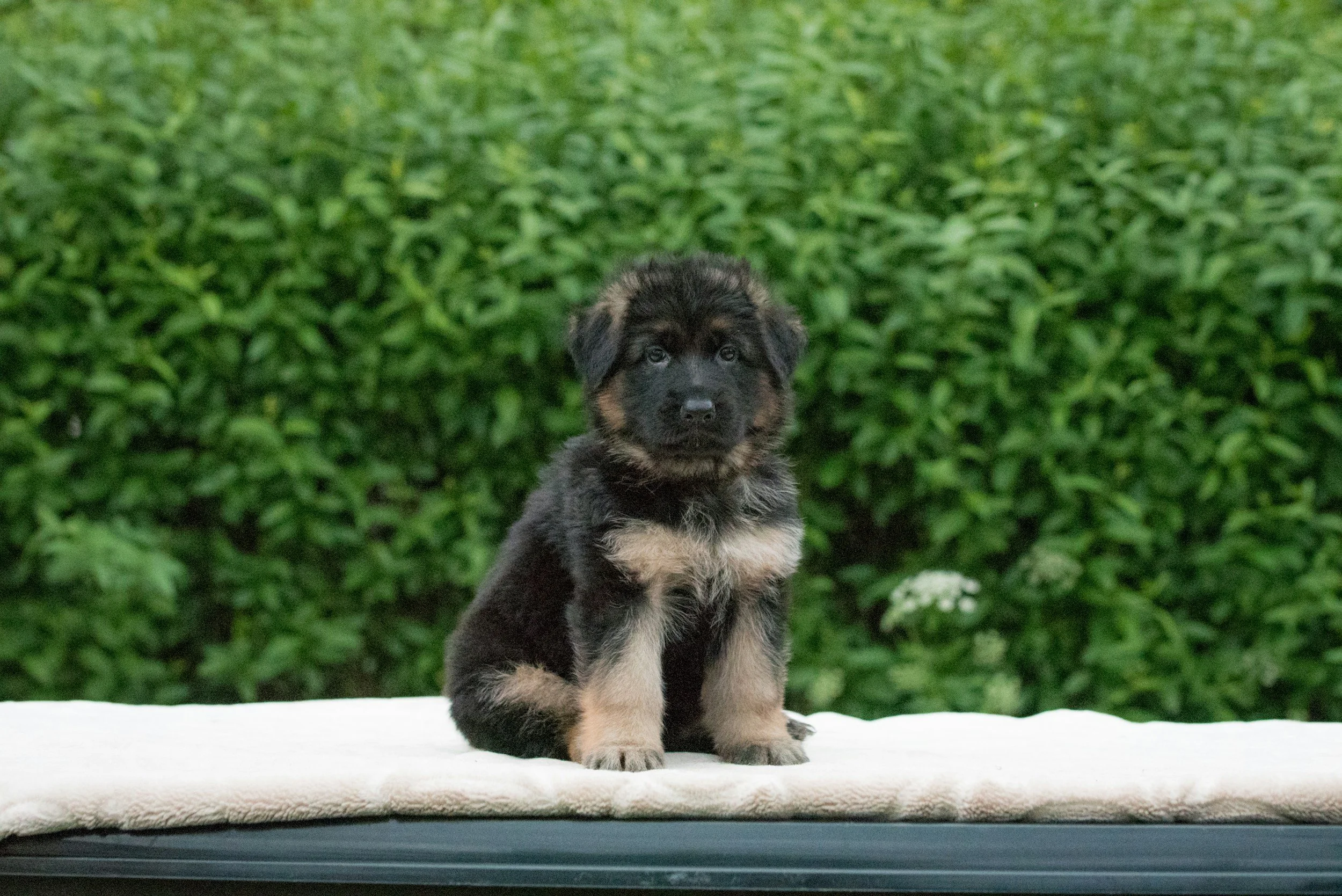 A cute German Shepherd puppy sitting on a white blanket outdoors with green foliage in the background.