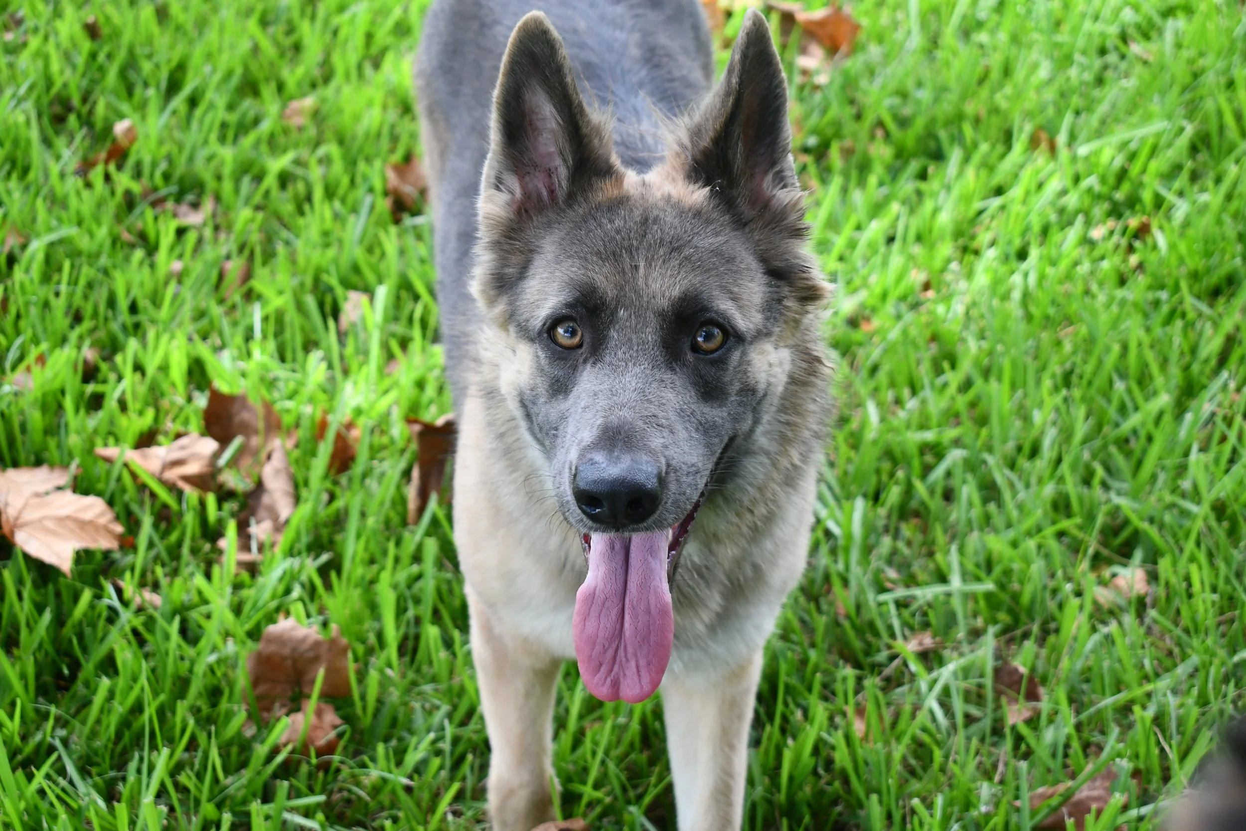 A happy dog with pointy ears and a fluffy coat standing on green grass with some fallen leaves, panting with tongue out.