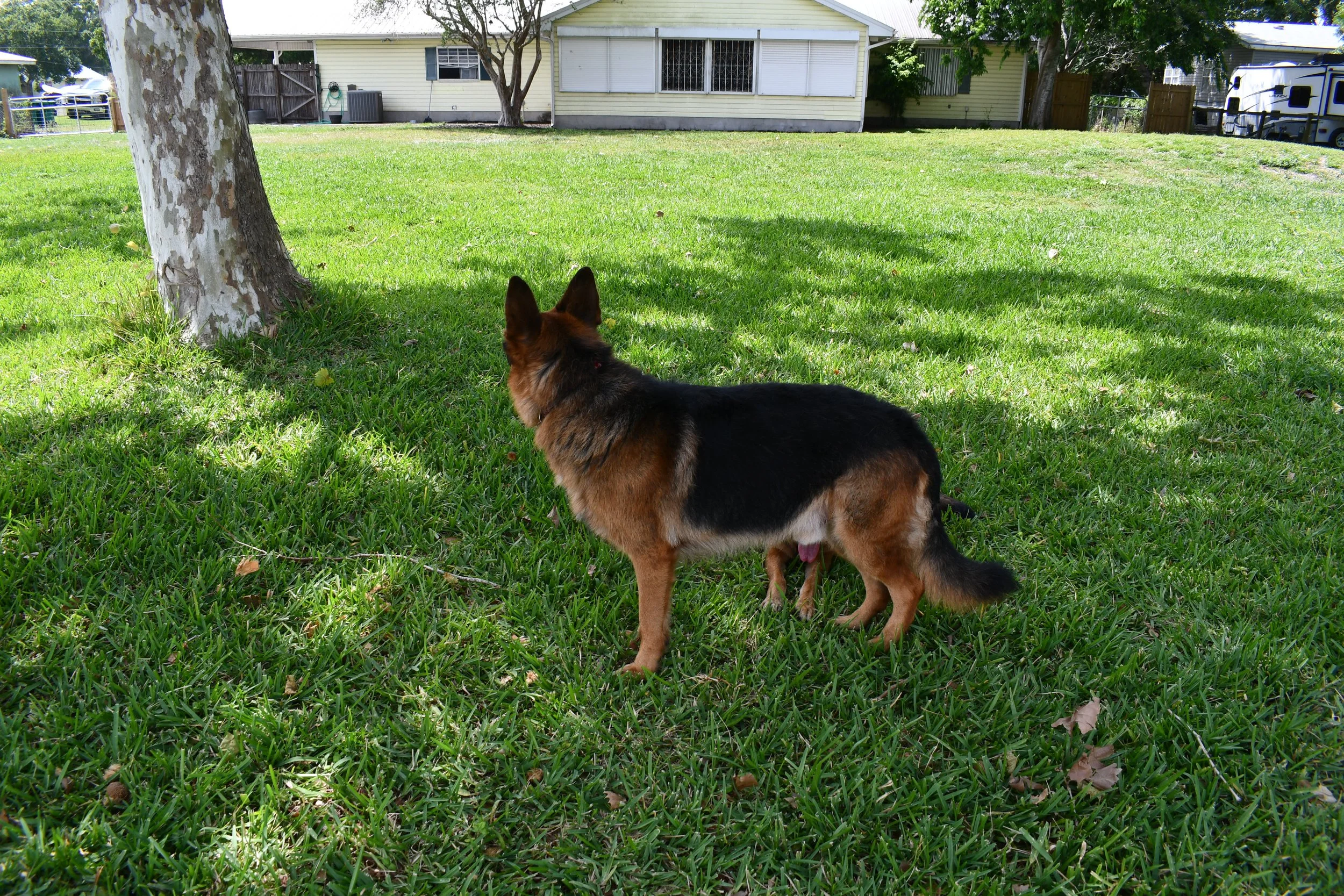 A German Shepherd dog with black and tan fur standing on a grassy lawn under the shade of a tree, facing towards a residential house in the background.