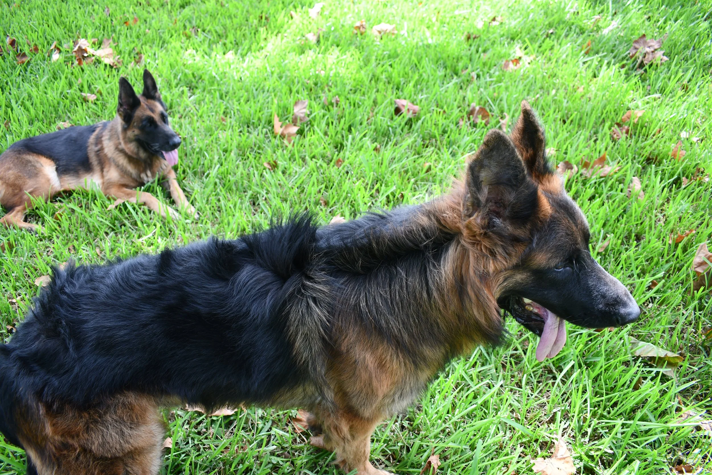 Two German Shepherd dogs laying on green grass, with one in the foreground and the other in the background.