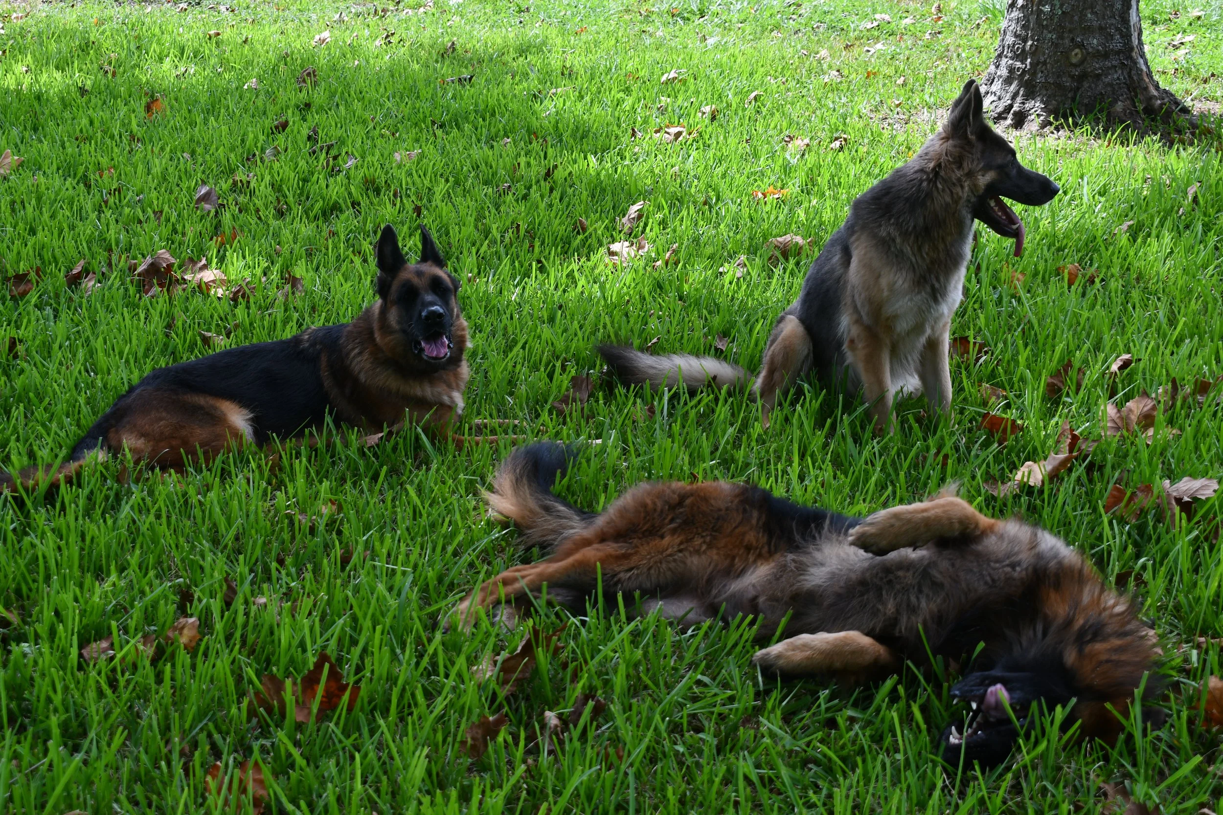 Three German shepherd dogs on green grass, one lying down, one sitting, and one standing, under a tree.
