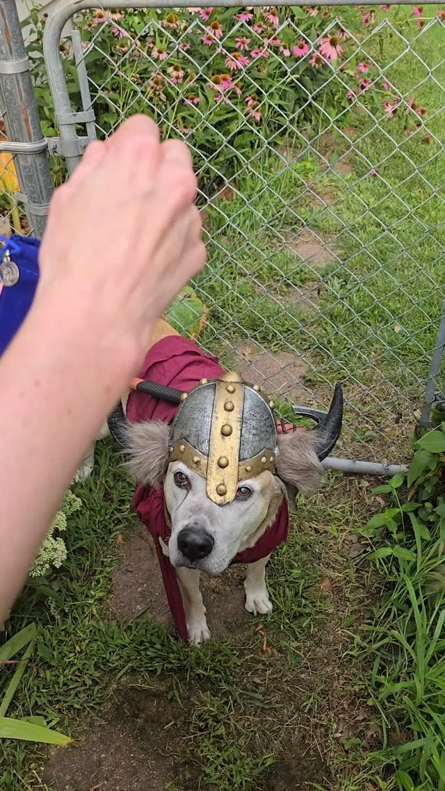 Daily Rune Reading with our Nordic Nibbles Seer's Set
Check us out and share your own dog readings - link in bio!
#vikingdog #dailyrune #NordicNibbles