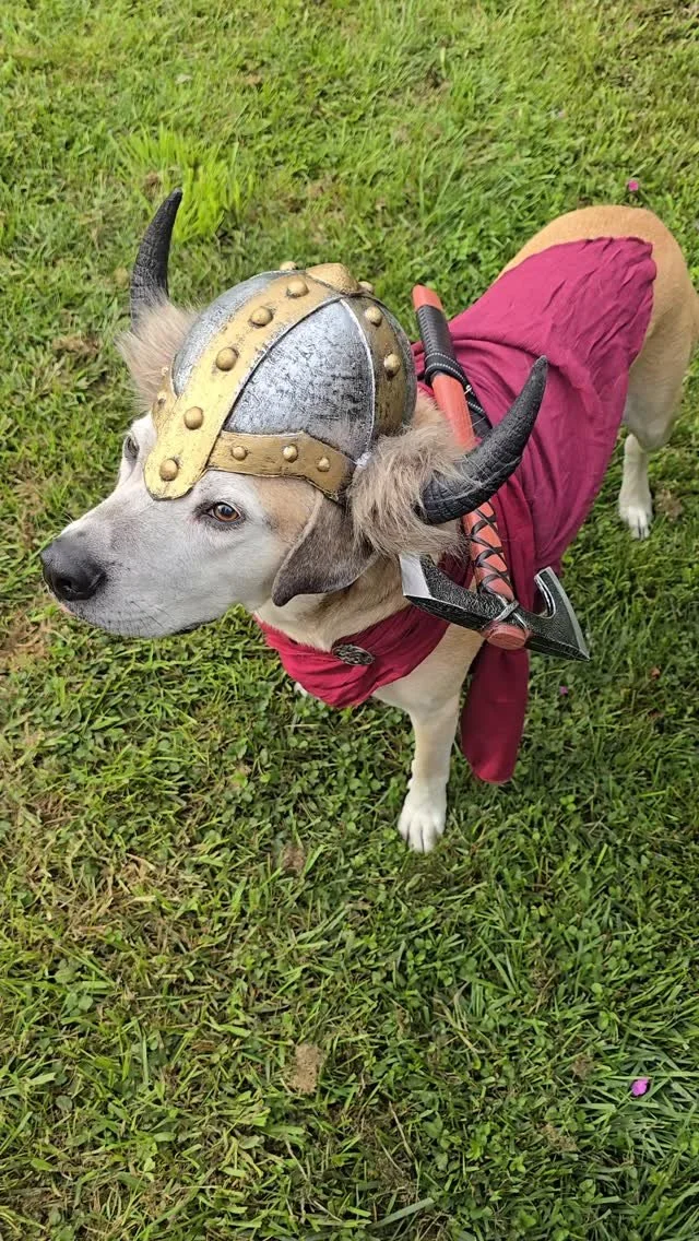 See how to do "The Hunt" Reading with our Nordic Nibbles Seer's Set
Share your own videos on our socials: https://linktr.ee/pawhallapets
#vikingdog #petlovers #NordicNibbles