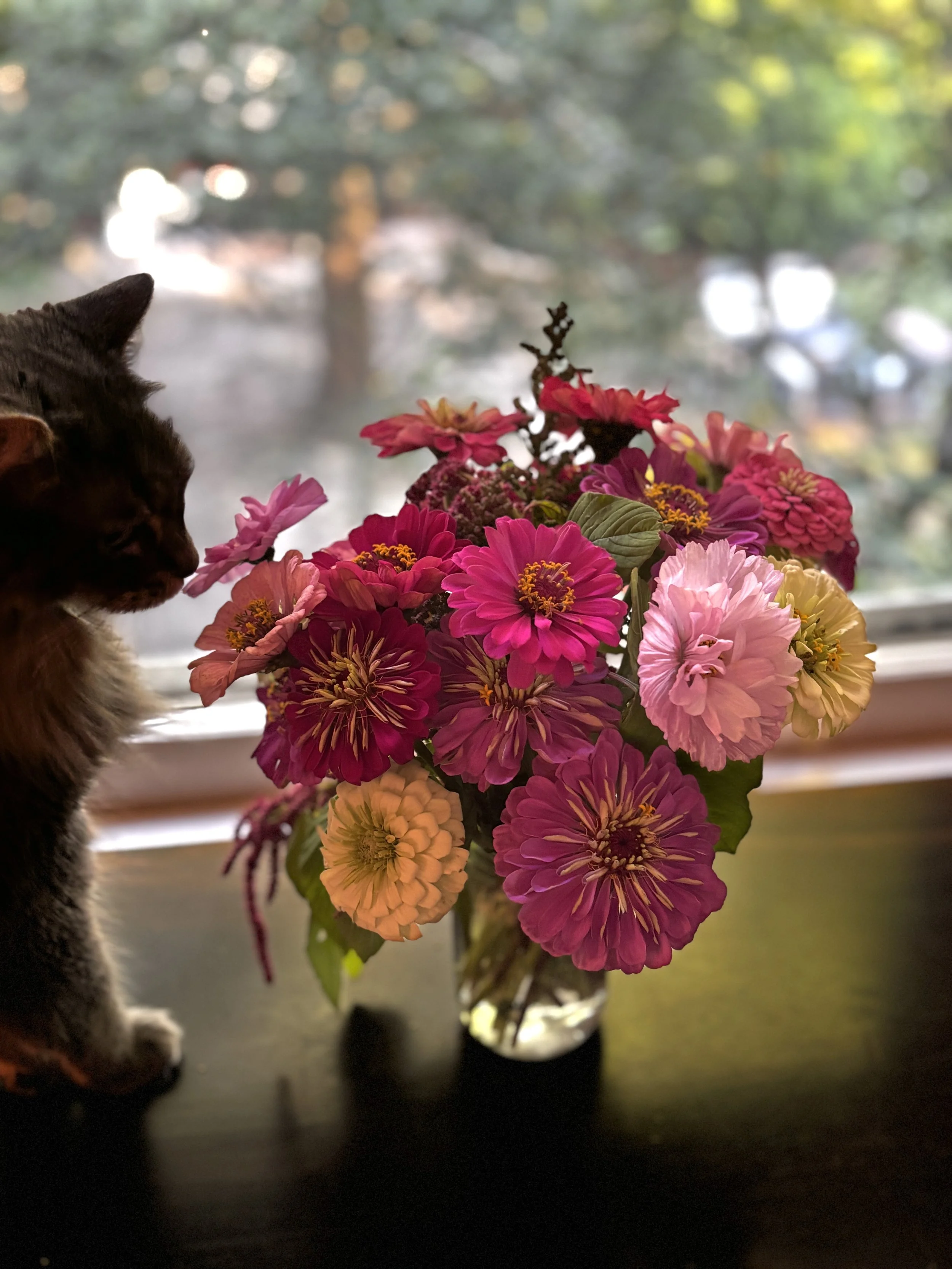 A black and brown cat looking at a colorful bouquet of pink, purple, peach, and yellow flowers in a glass vase, placed on a dark surface in front of a window with a blurred outdoor background.