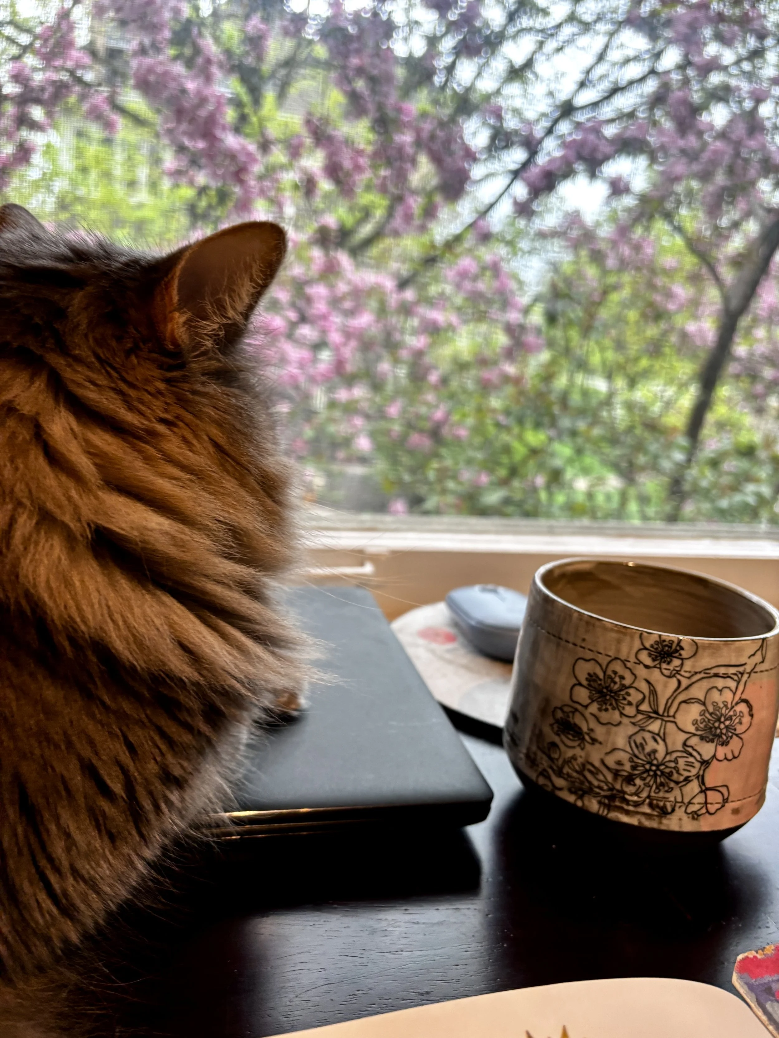 A close-up of a brown cat sitting on a table near a laptop, with a ceramic mug and a mouse on the table, looking out a window at blooming pink and purple flowers on trees.