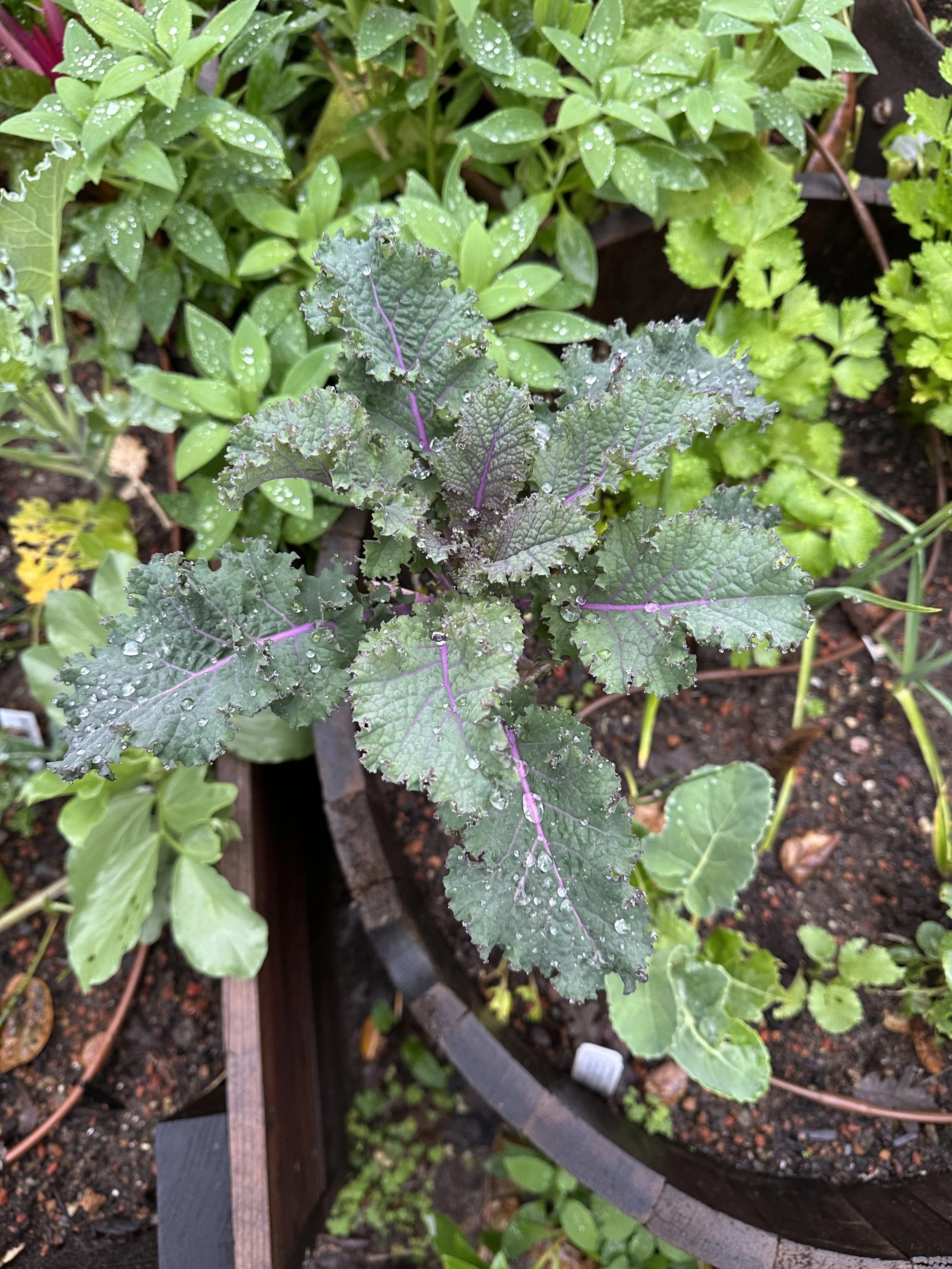 Garden greens, garlic and mushroom frittata 🌿