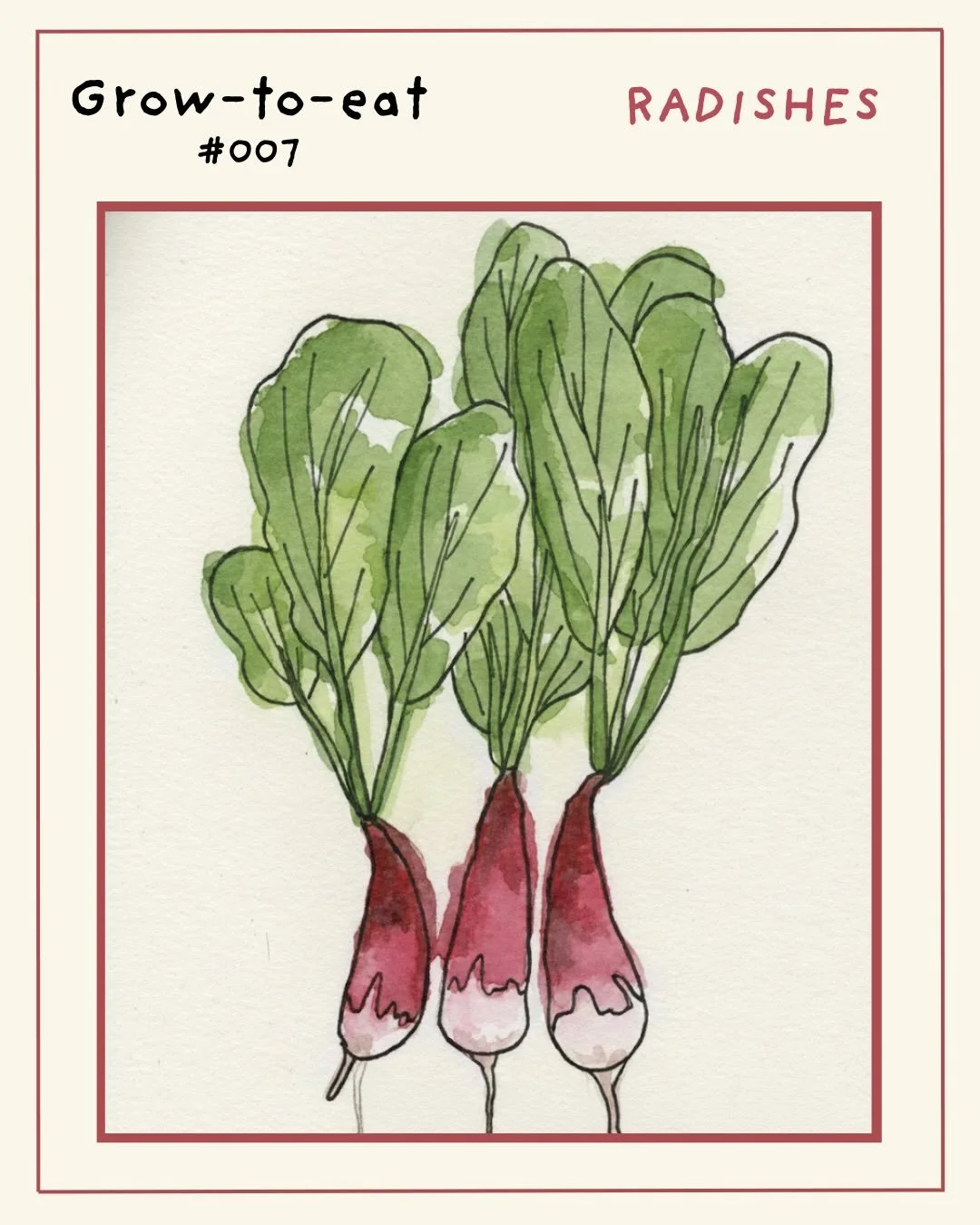 The 7th Grow-to-eat series is on Radishes! 🫜 

Truly one of the easiest things to grow, and fastest! 

Growing tips: 
- favorite variety is French Breakfast 
-Cool season vegetable, plant fall-spring in northern CA
- Sprinkle seeds an inch apart, co