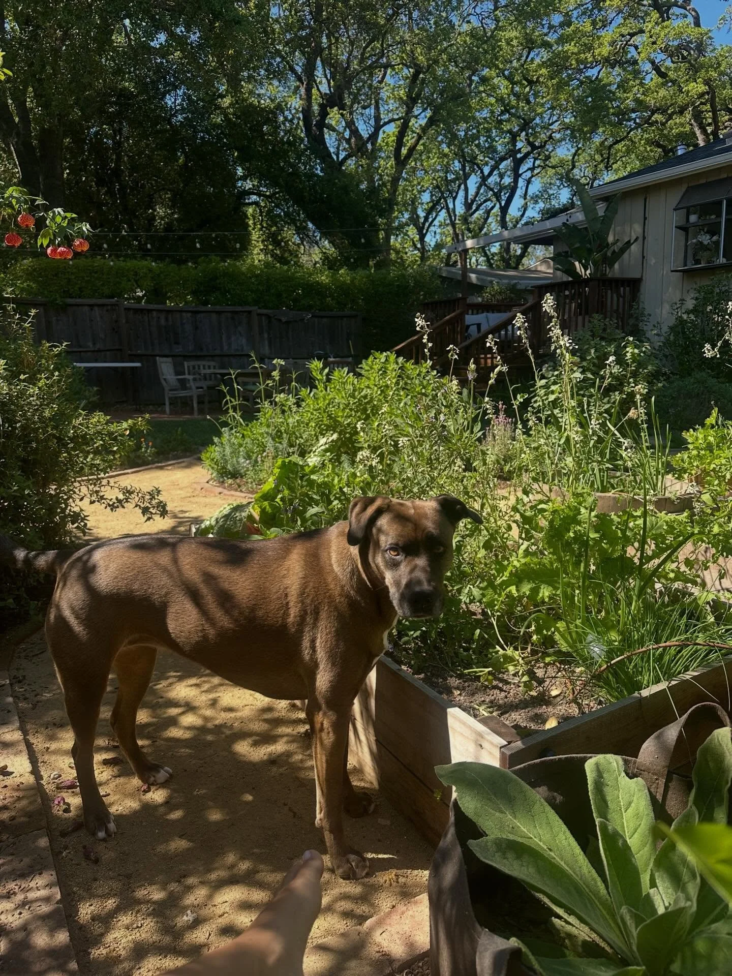 Spring! Each season has its own charm, but there is something about spring that is so magical. After months of cold weather, where there is such little growth and change day to day, the period of blooms that spring ushers in is nothing short of amazi