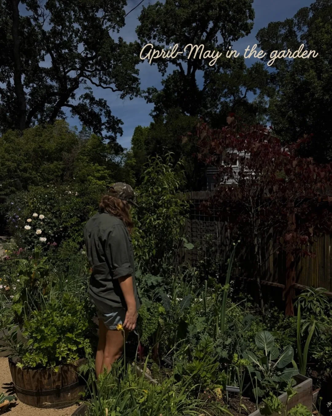 April-May: the most exciting time in the garden🌷🌿💕

May is my favorite month in the garden &mdash; not just because it&rsquo;s my birthday month! There is always so much happening: the weather is warming up, new growth is everywhere, and it&rsquo;