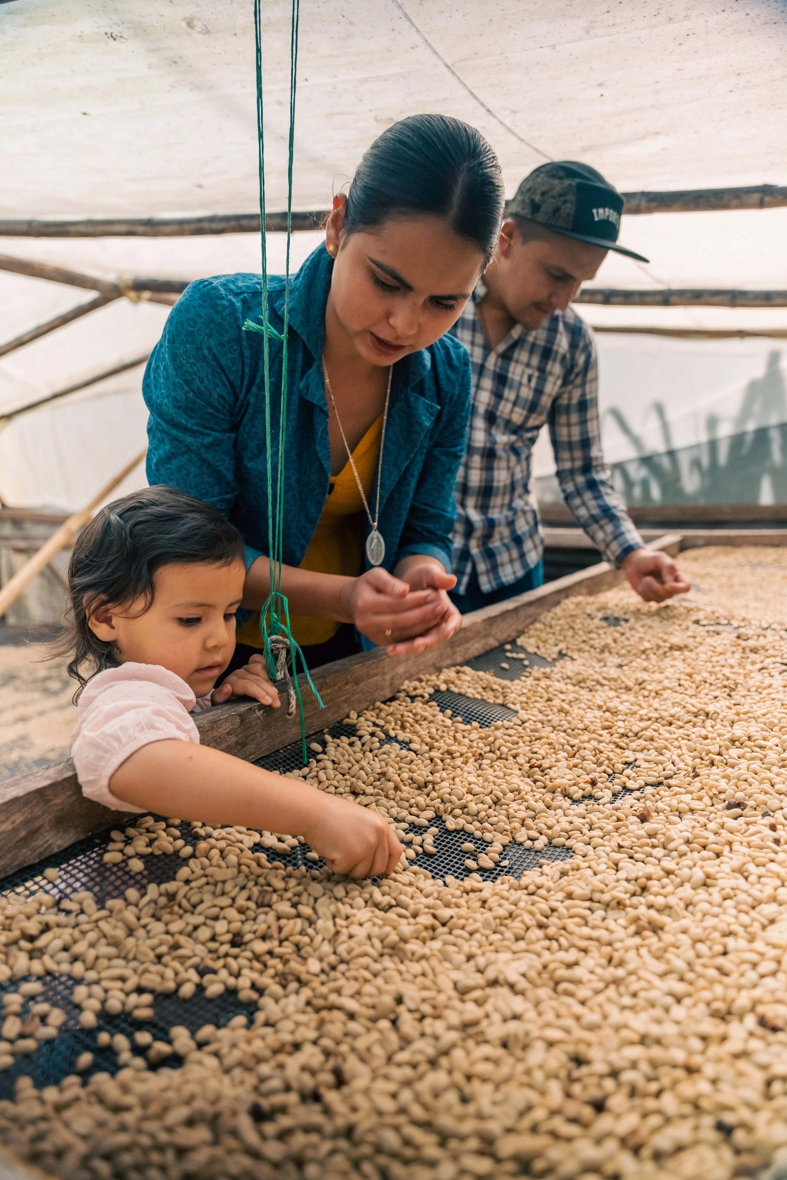 A woman, a young girl, and a young man inspect coffee beans drying on a large mesh table inside a greenhouse or outdoor drying area.