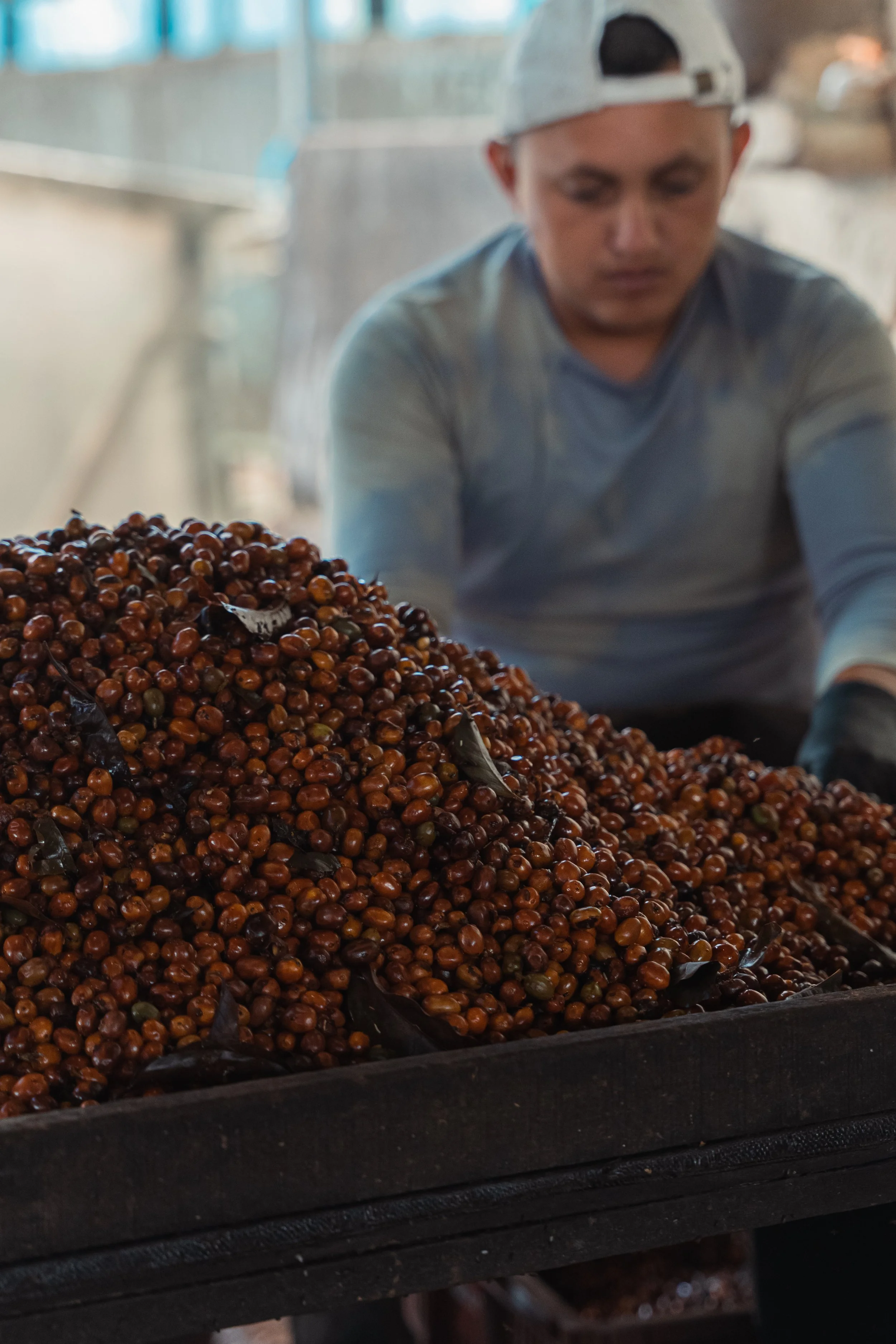 A person wearing a white cap, gray shirt, and black gloves working with a large mound of roasted coffee beans.