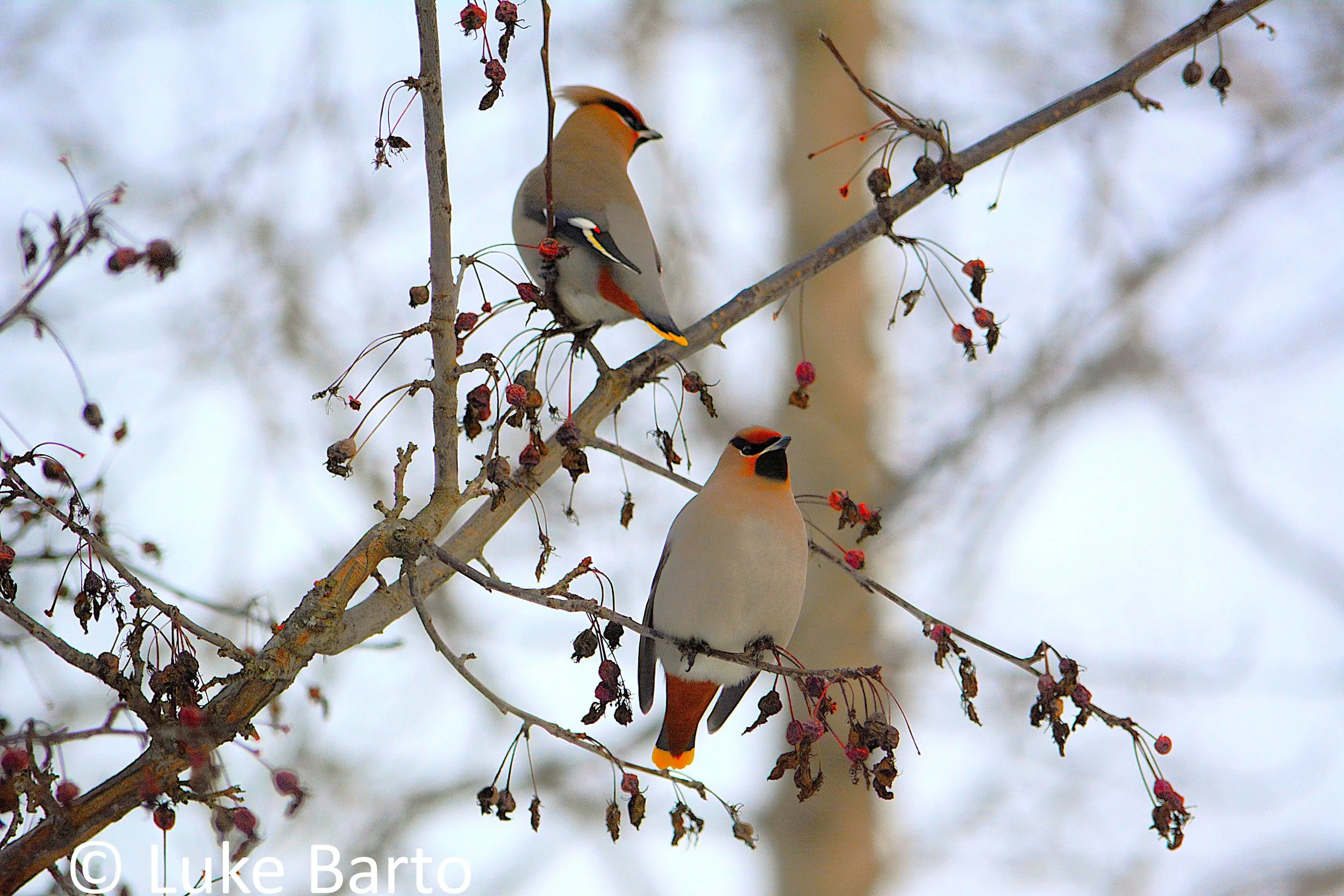 Bohemian Waxwings signed.jpg