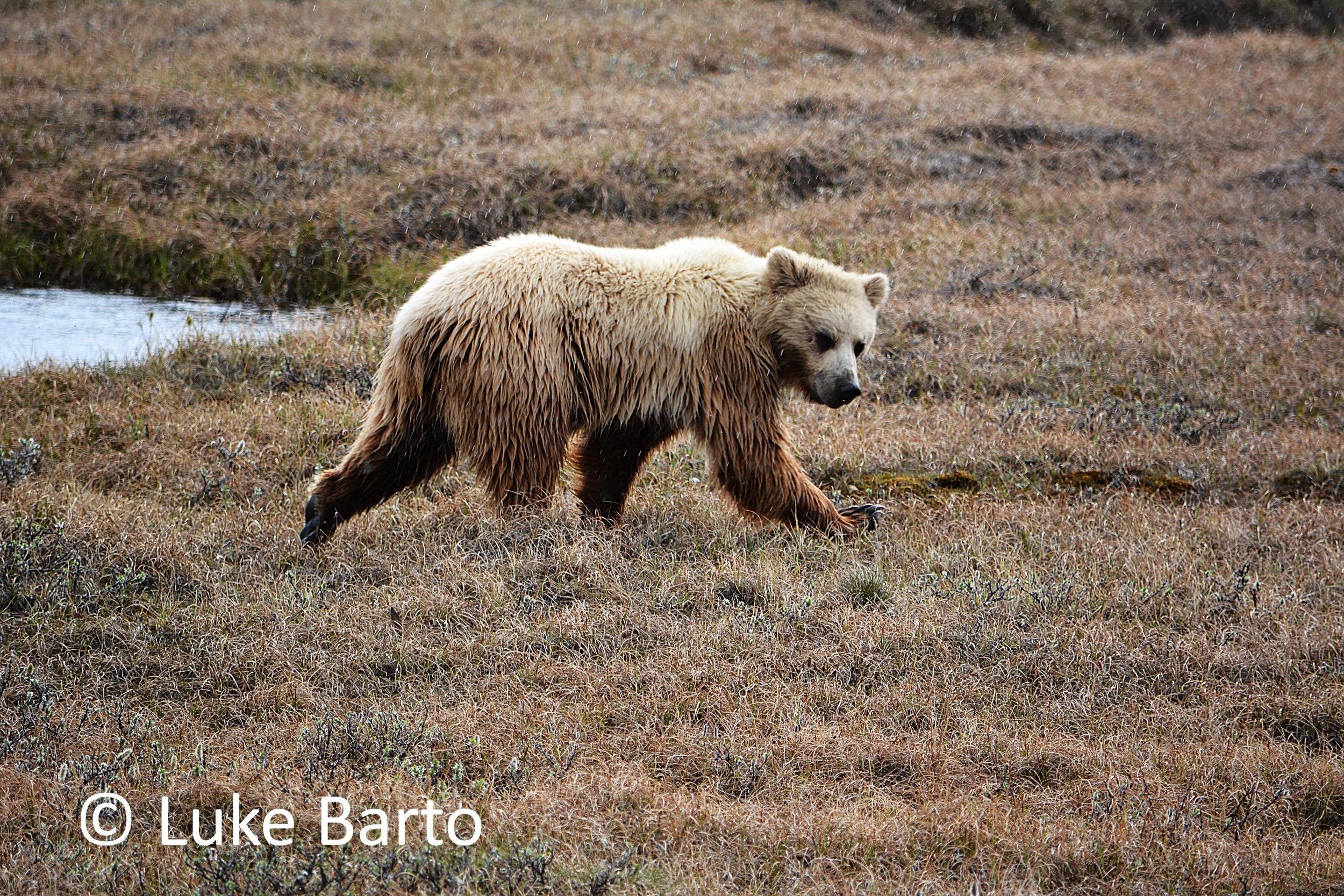 Brown Bear Signed.jpg