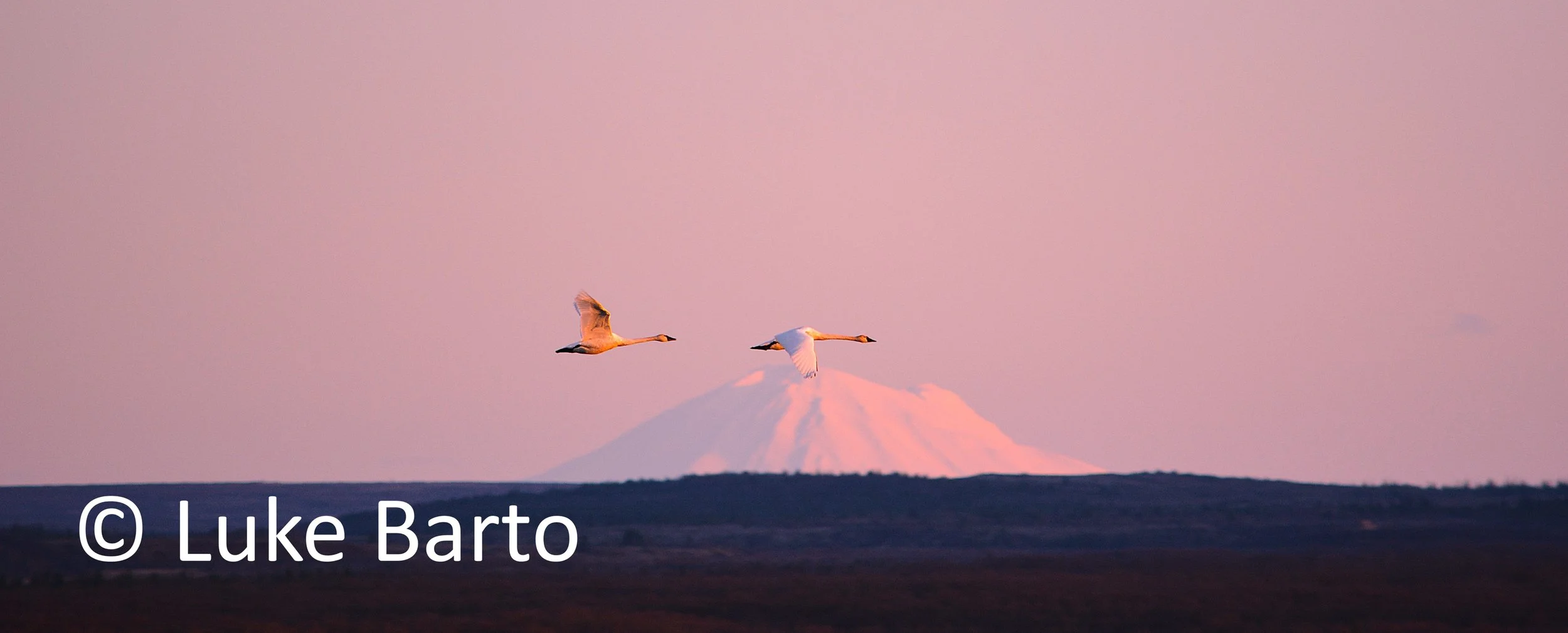 Spring Migration Swans
