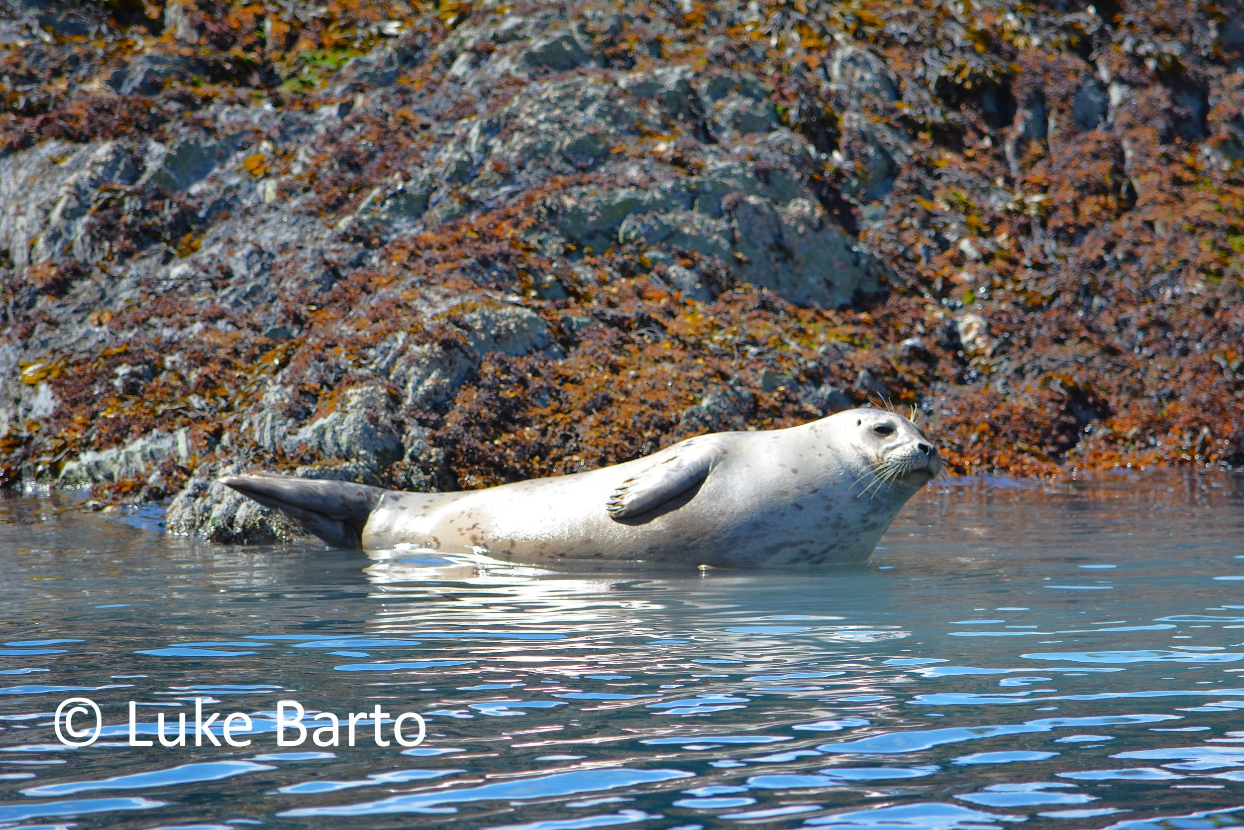 Sealing Around Signed.jpg