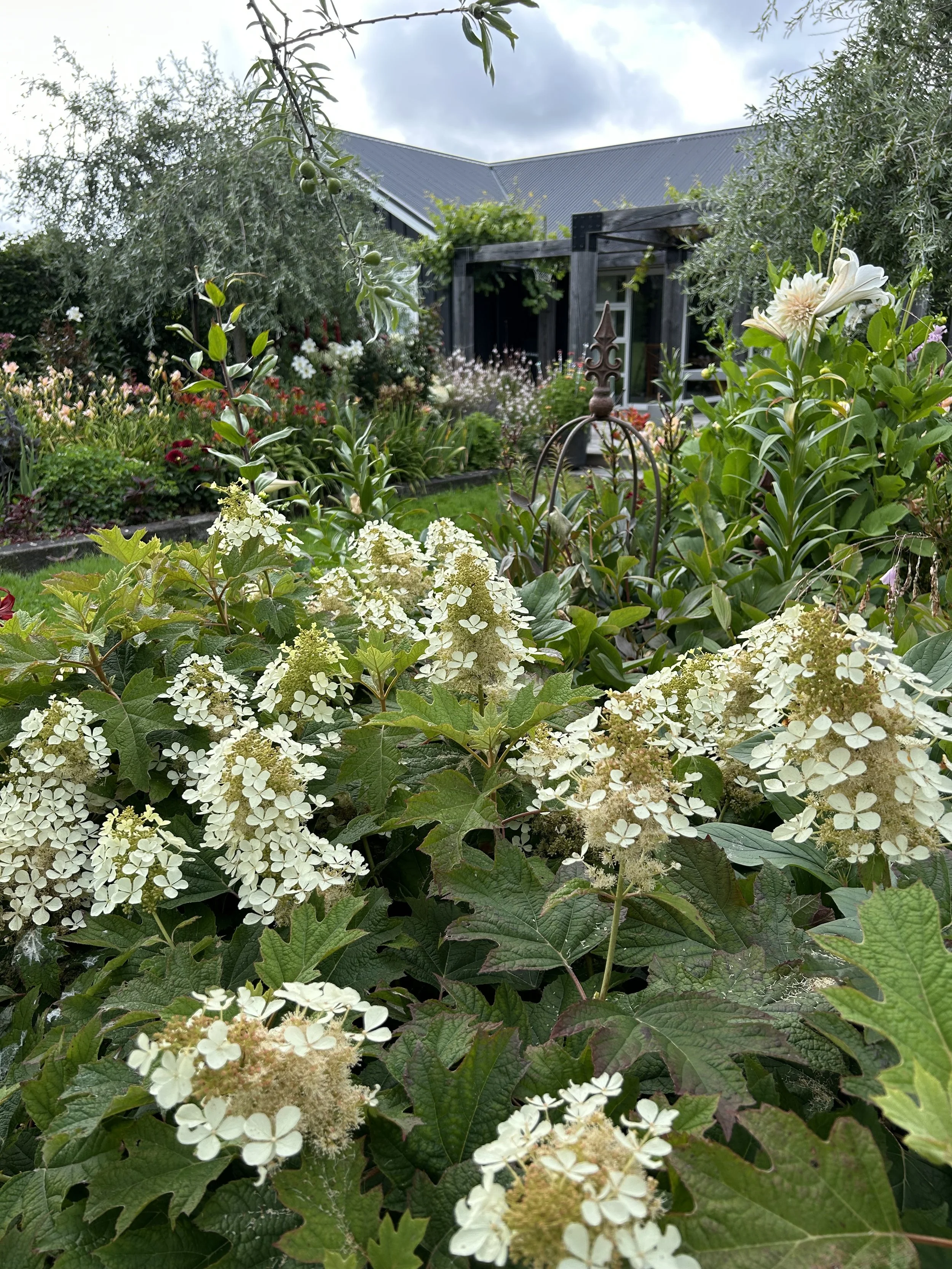 Oakleaf hydrangea blooms.  This hydrangea has beautiful burgundy foliage in autumn and winter.  It's a magnificent hydrangea.  