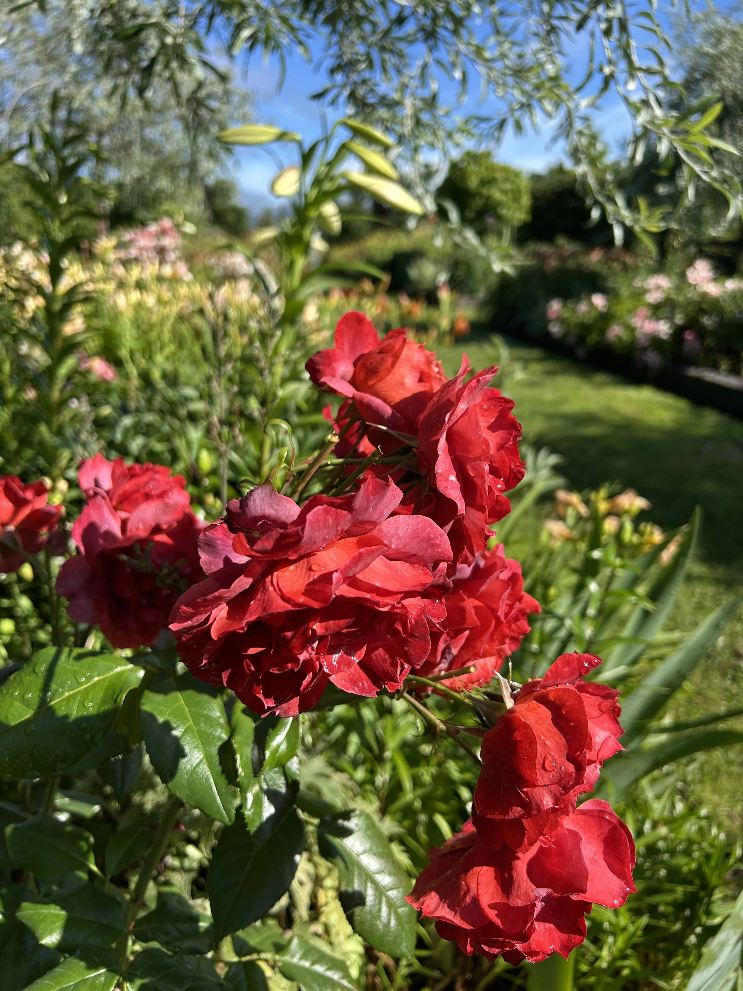 Hot Chocolate rose.  Also known in New Zealand as Kiwi.