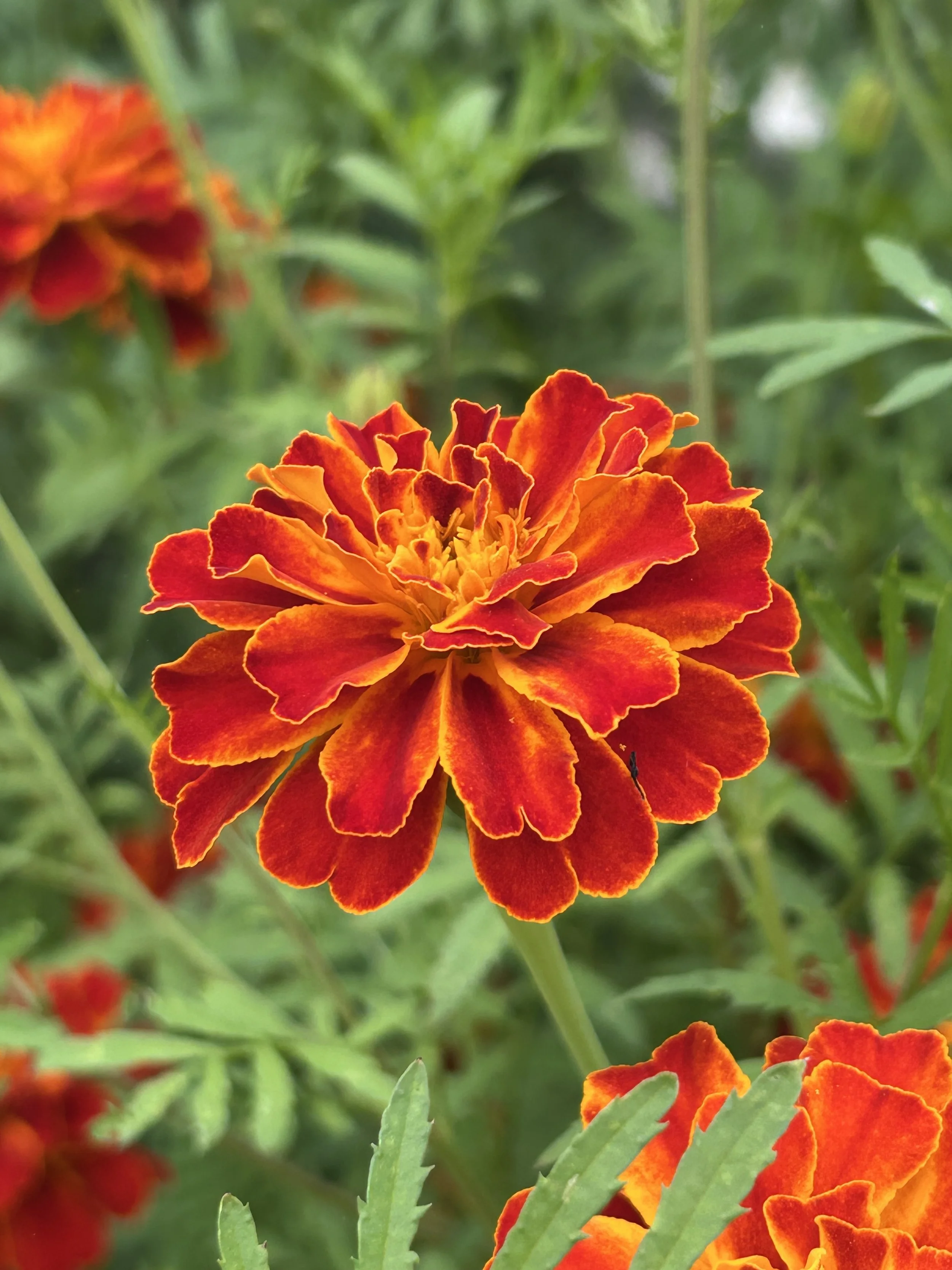 Marigolds - a fantastic companion plant.
