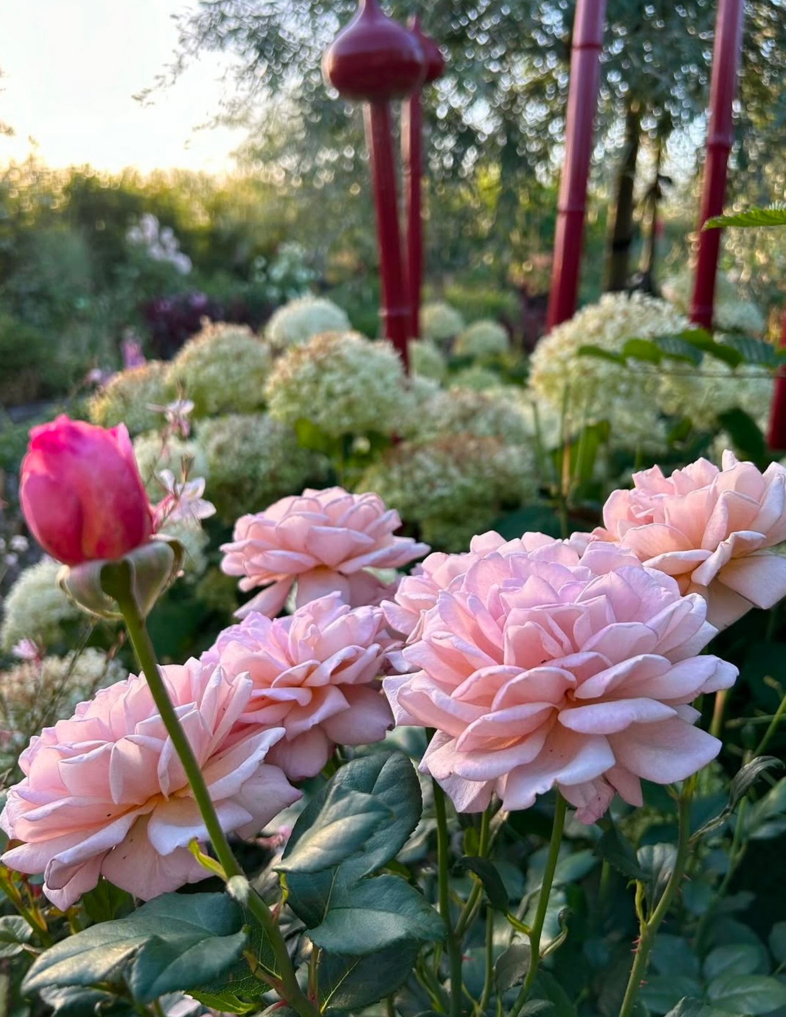 Cappuccino rose looking over Annabella hydrangeas and my homemade red bamboo poles.