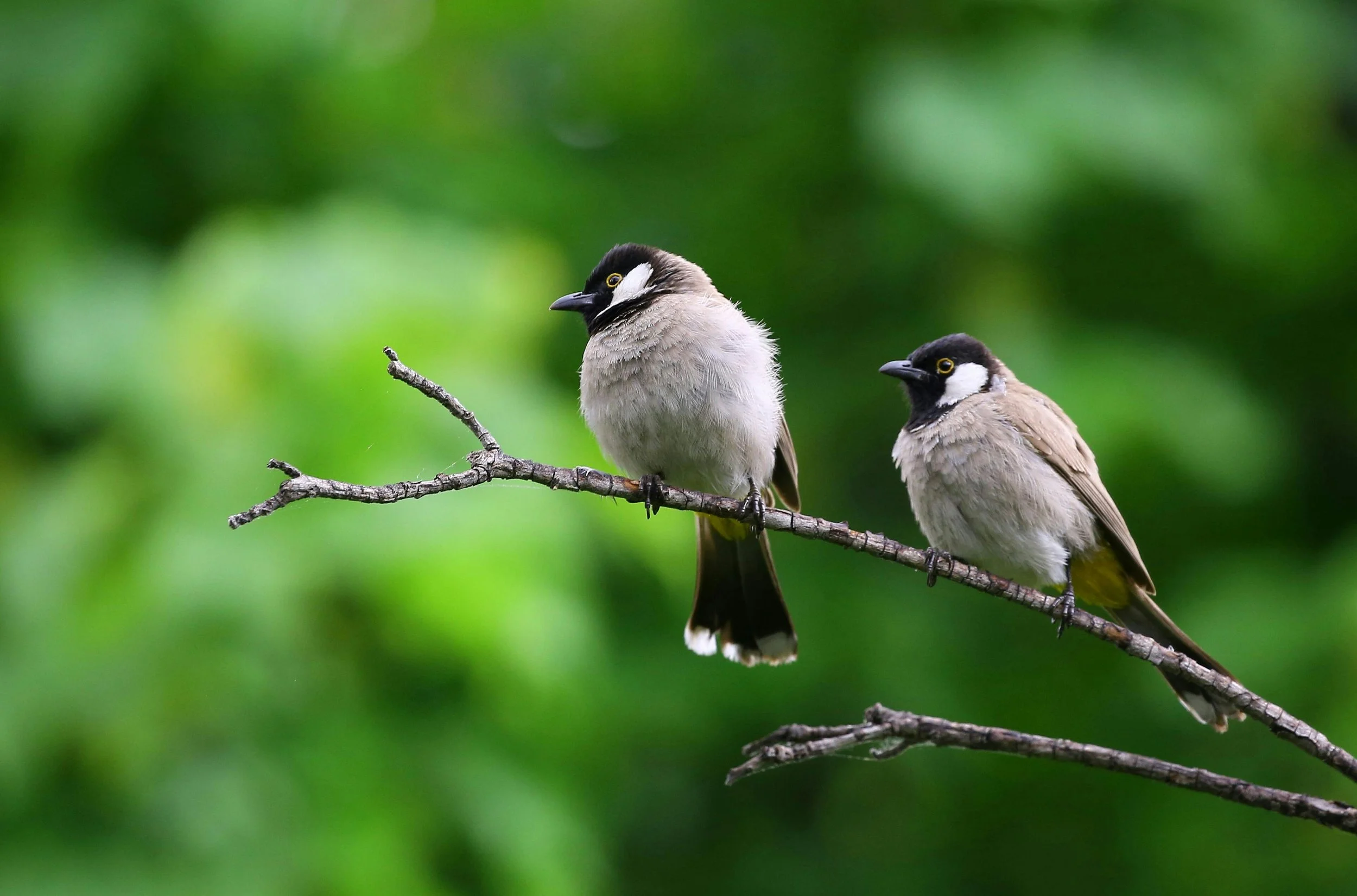 BIRDS - from sparrows to fantails, many birds help pick off caterpillars, beetles, and other bugs while adding life and song to the garden.  