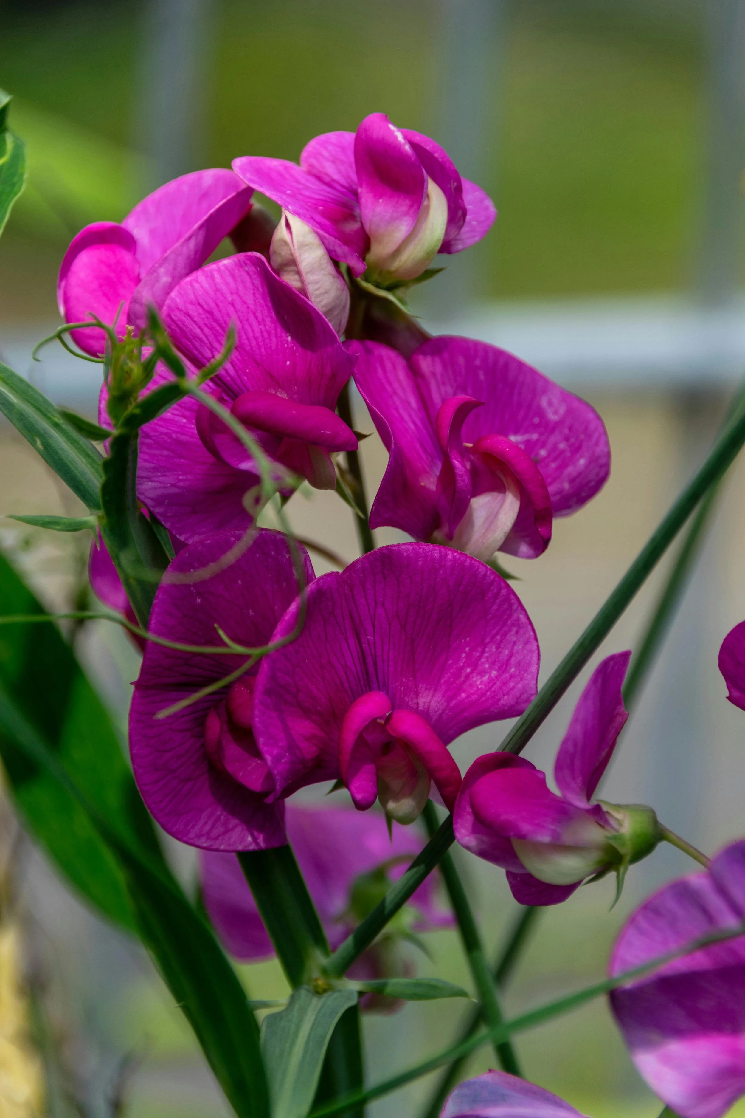SWEET PEAS - beautifully scented, romantic blooms that look lovely in a vase. They flower from late spring to early summer.  Propagation is by seed in autumn or early spring, and they need cool weather to germinate. 