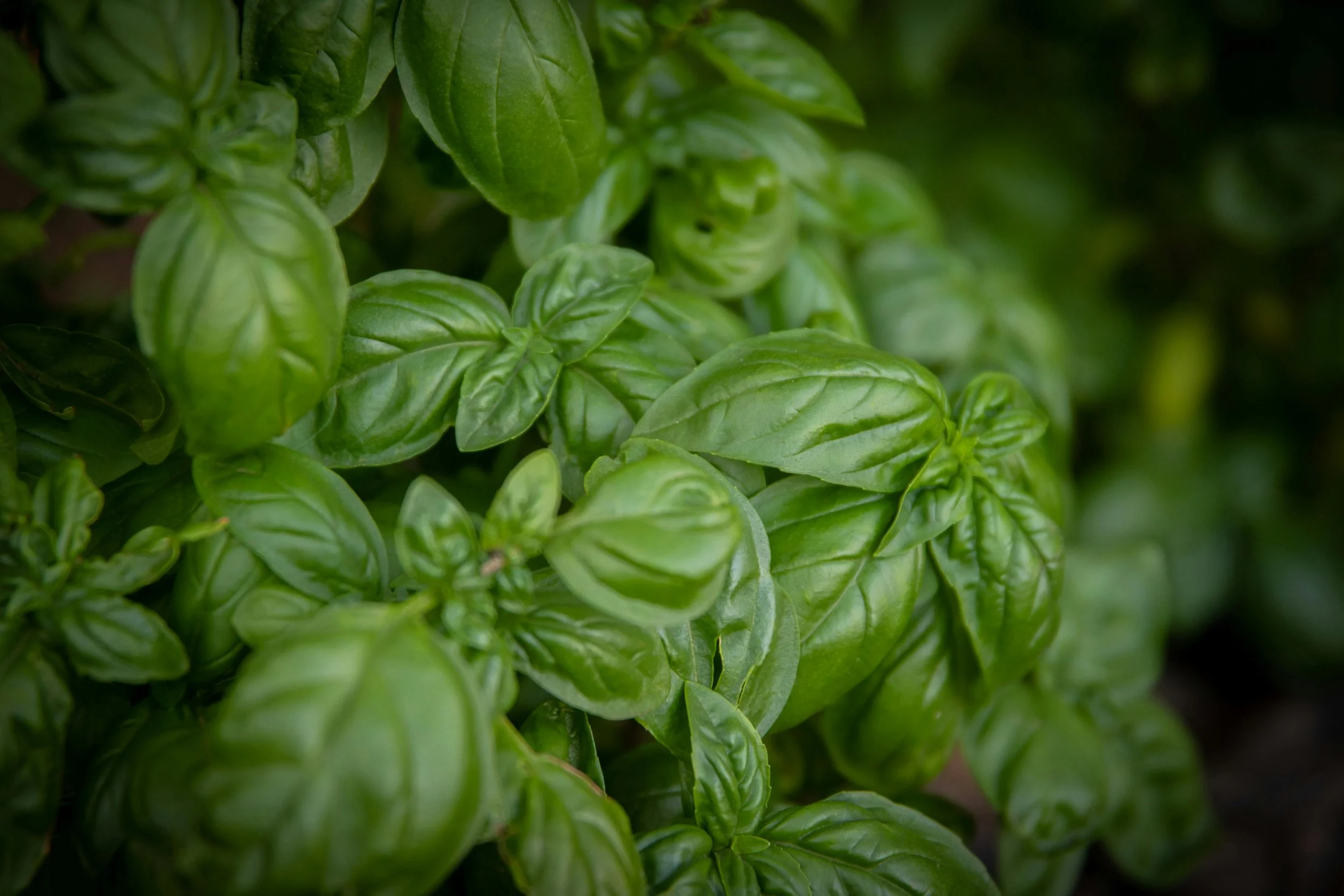 Sweet basil deters mosquitoes, whiteflies, and tomato hornworms, making it a classic companion for tomatoes. It can enhance the flavour and growth of tomatoes when planted nearby. Its flowers attract bees and small predatory wasps. Basil clippings ca