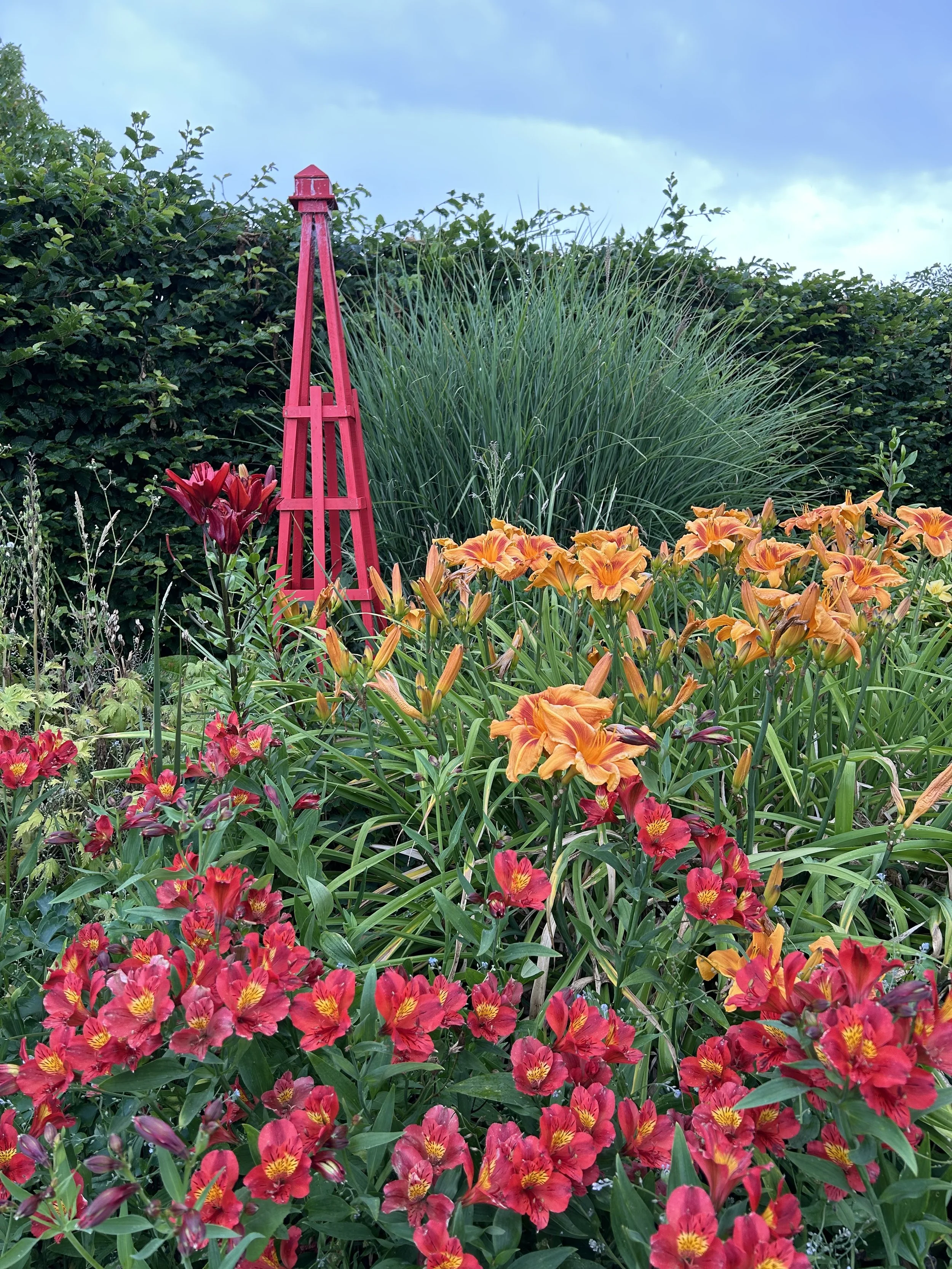 Red alstroemeria with Polka Time orange daylilies, Miscanthus Sinensis Gracillimus ornamental grass is in the background and my go-to red obelisks to add vertical interest to the garden. The hedge is Hornbeam.
