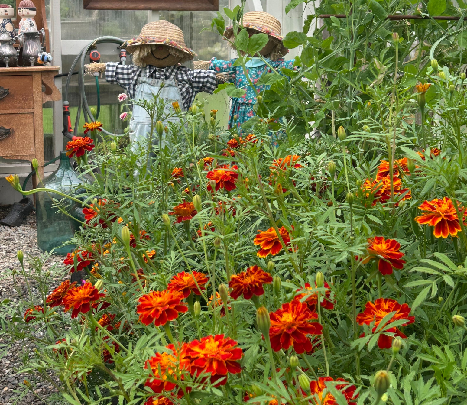 Marigolds are legendary for their ability to repel nematodes, aphids, whiteflies, and cabbage worms. The French marigold (Tagetes patula) is especially effective at controlling root-knot nematodes. Their bright flowers attract bees, hoverflies, and b