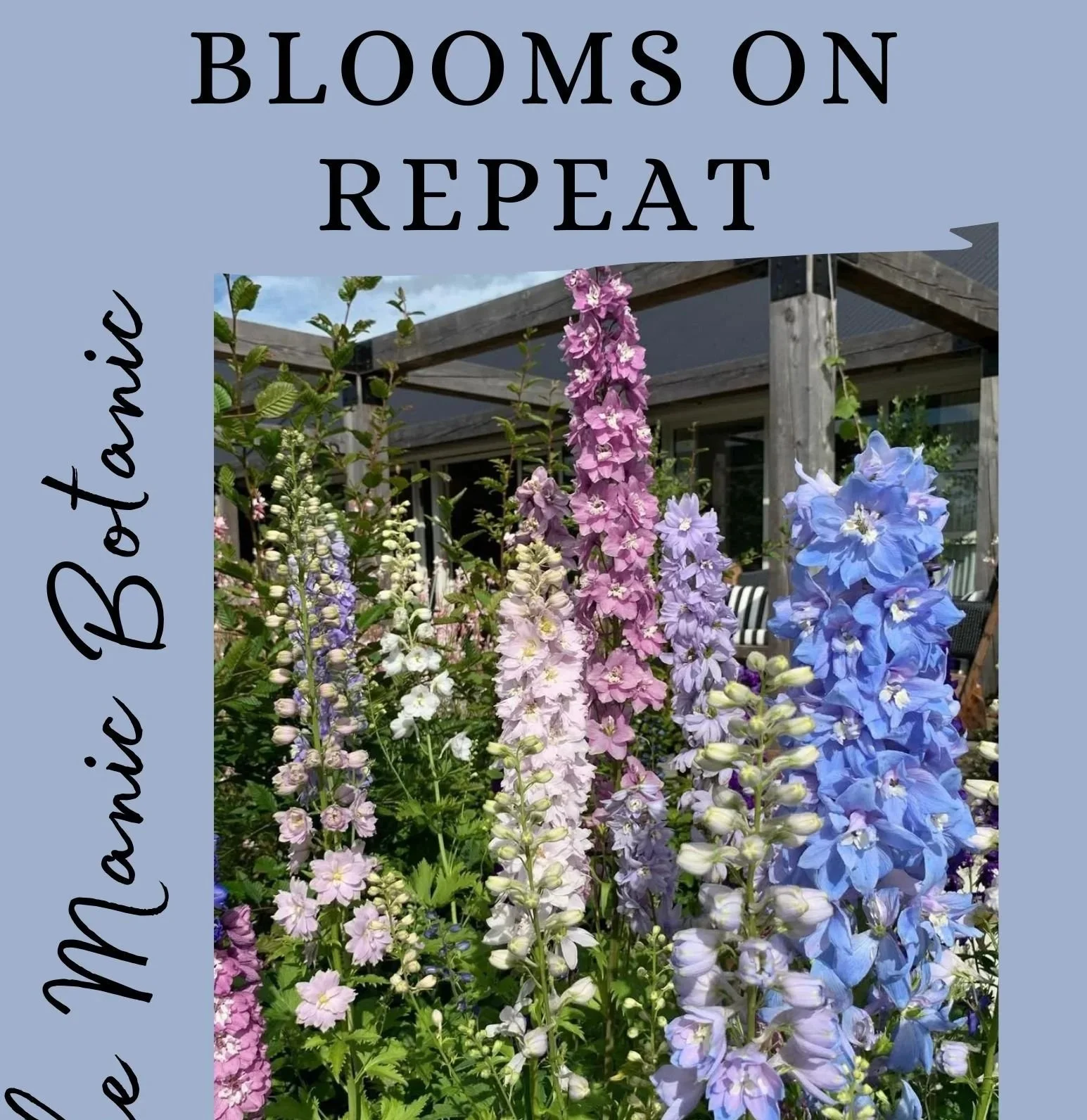 Blooms+on+repeat+your+guide+to+growing+perennials.jpg
