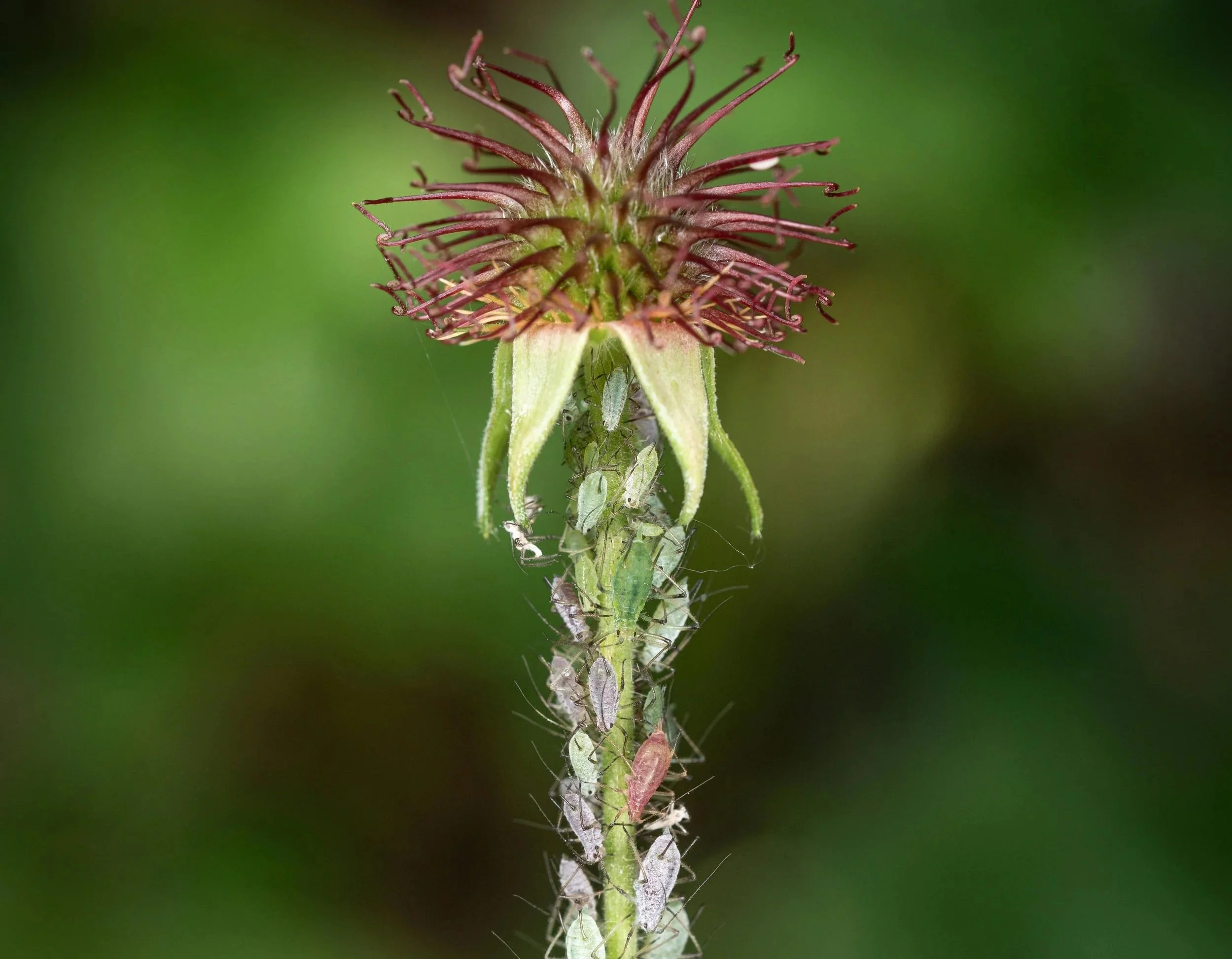 APHIDS - 

These tiny green, black, or white sap-suckers cluster on fresh shoots and flower buds, stunting growth and spreading disease.  

SOLUTION - Blast them off with a hose, squash them with your fingers, or encourage ladybirds and other natural