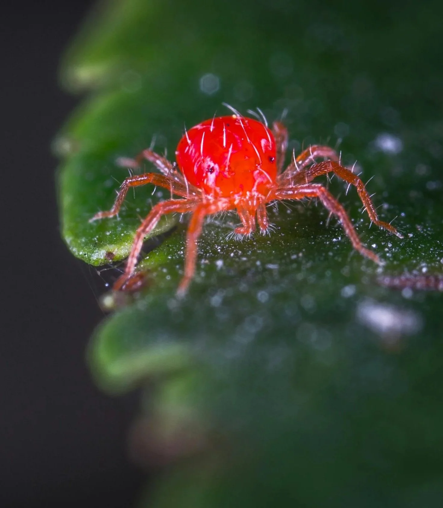 SPIDER MITES - 

Tiny specks that cause yellow stippling on leaves and leave fine webbing.  They thrive in hot, dry spots.

SOLUTION - Increase humidity, hose down plants, or use an insecticide if severe.  

