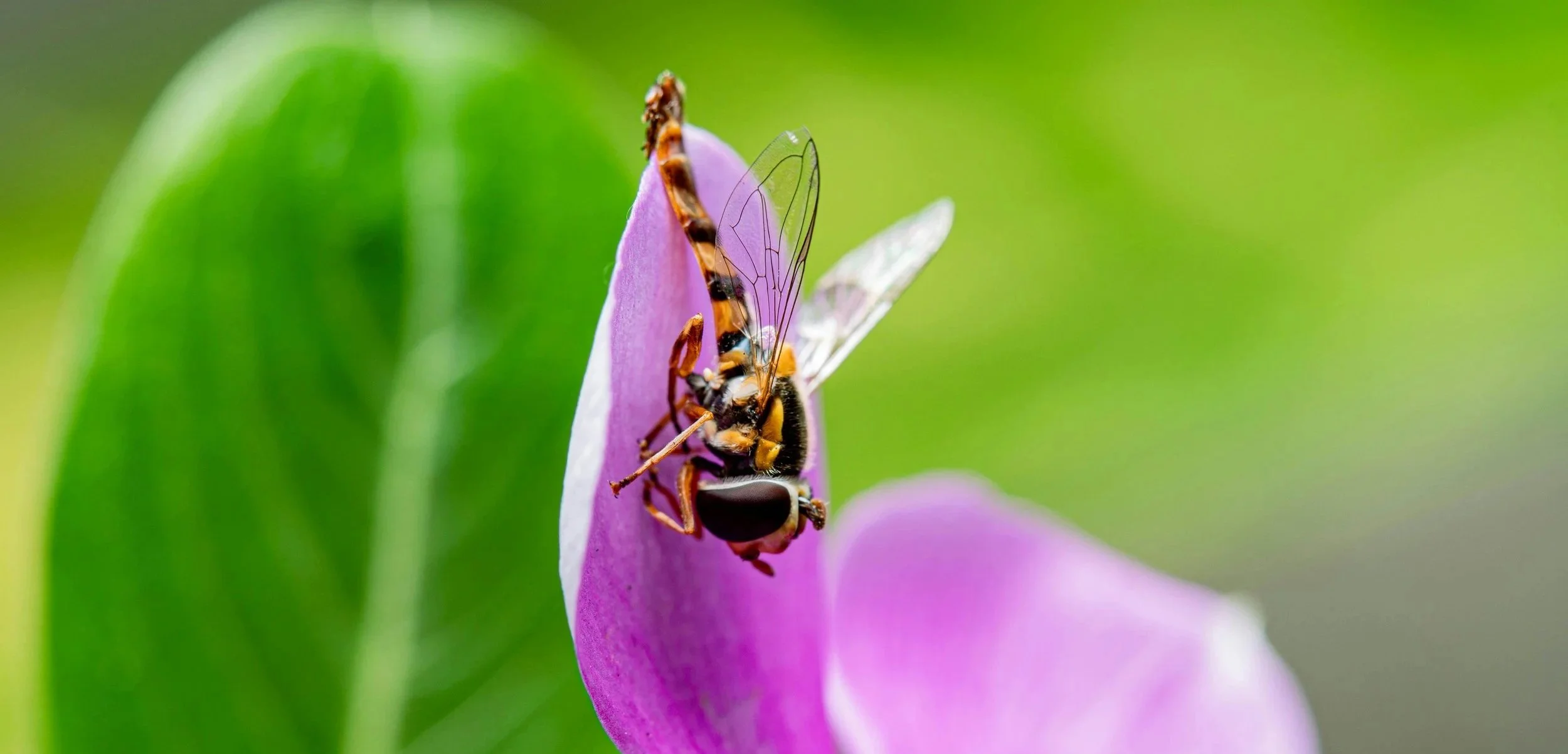 HOVERFLIES - adults look like tiny wasps but are harmless.  They pollinate flowers while their larvae feast on aphids, thrips, and whiteflies.  Double benefit!