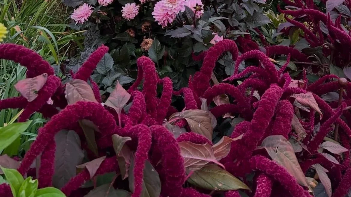 AMARANTHUS - dramatic, trailing or upright plumes, these are fantastic for adding texture and have a range of colours with either burgundy/burnt orange or green foliage.  They bloom from mid-summer to autumn. Propagation is best by direct-sowing afte