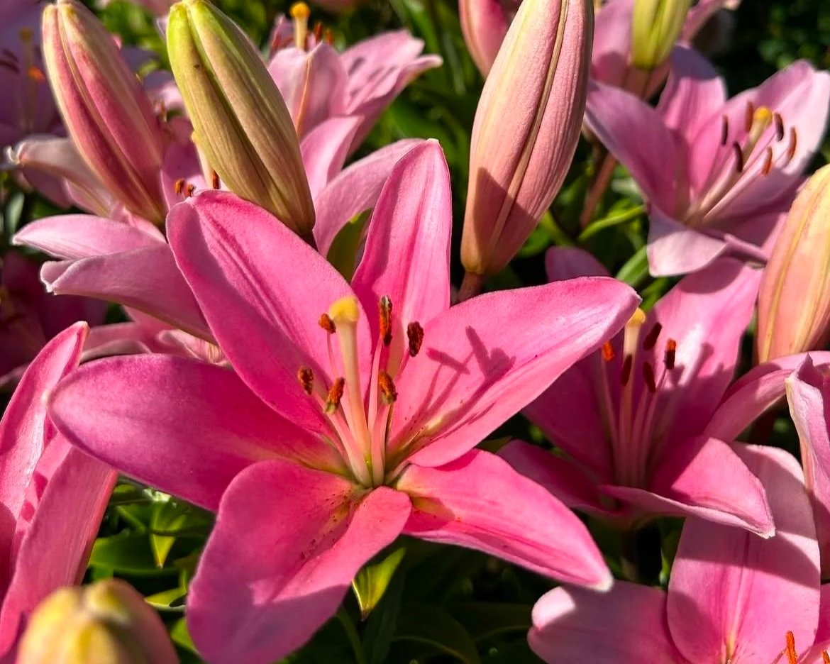 LILIES - tall, elegant stems with multiple large blooms per stem. They're a florist staple. They bring height and fragrance (Oriental varieties) to bouquets and have an excellent vase life when harvested at bud stage.  They bloom from early summer th