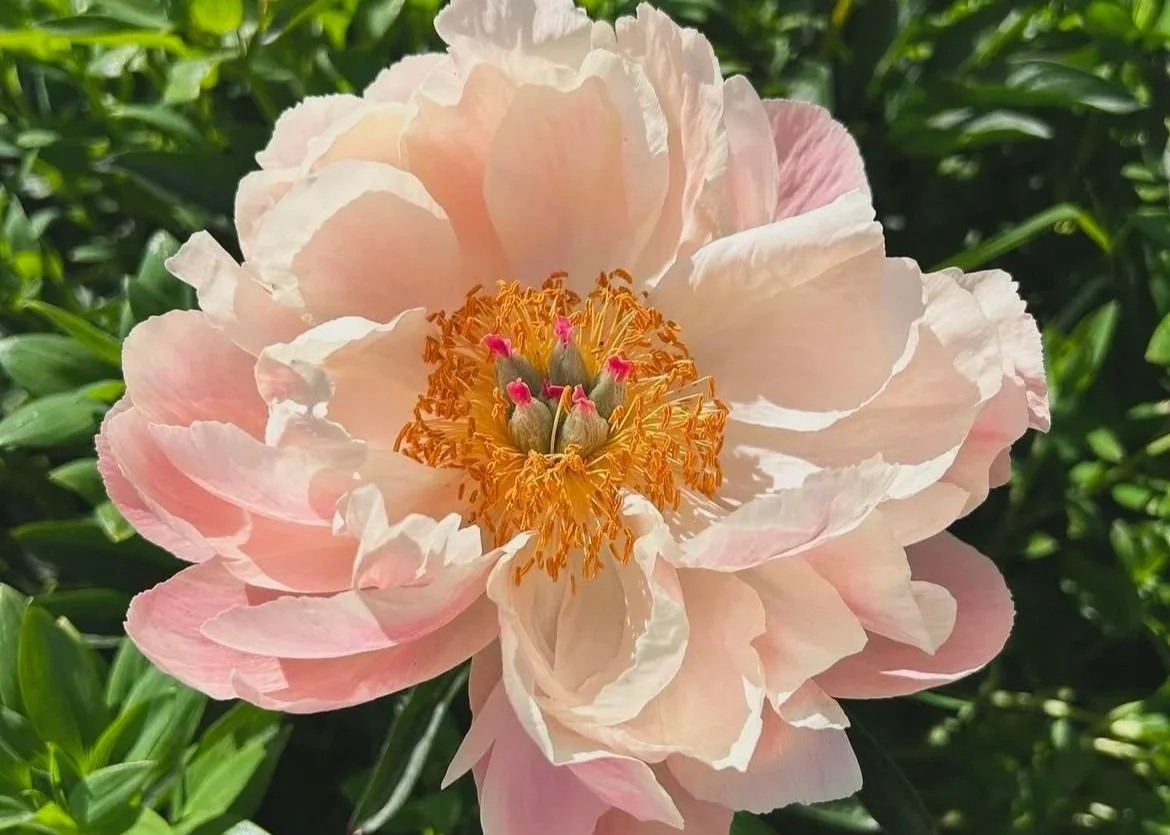 Divine divas - the peony