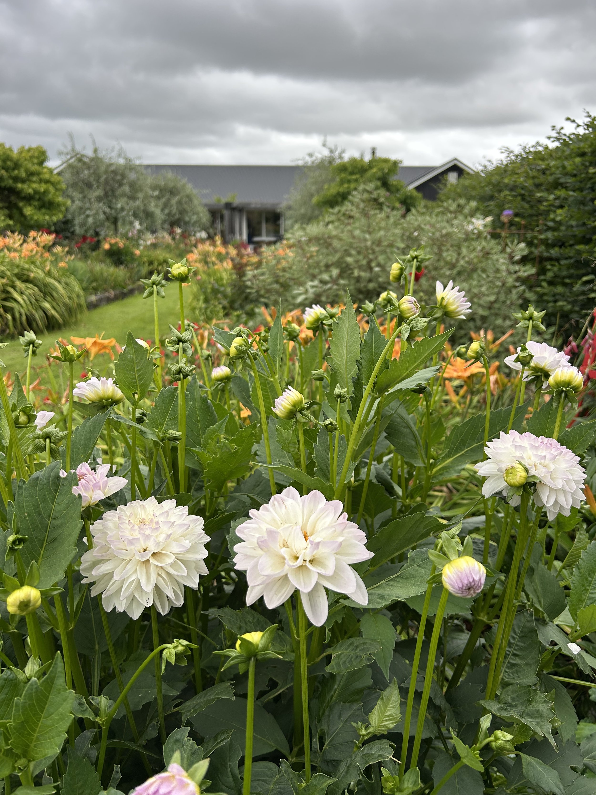 From paddock to showpiece: the story of my perennial borders