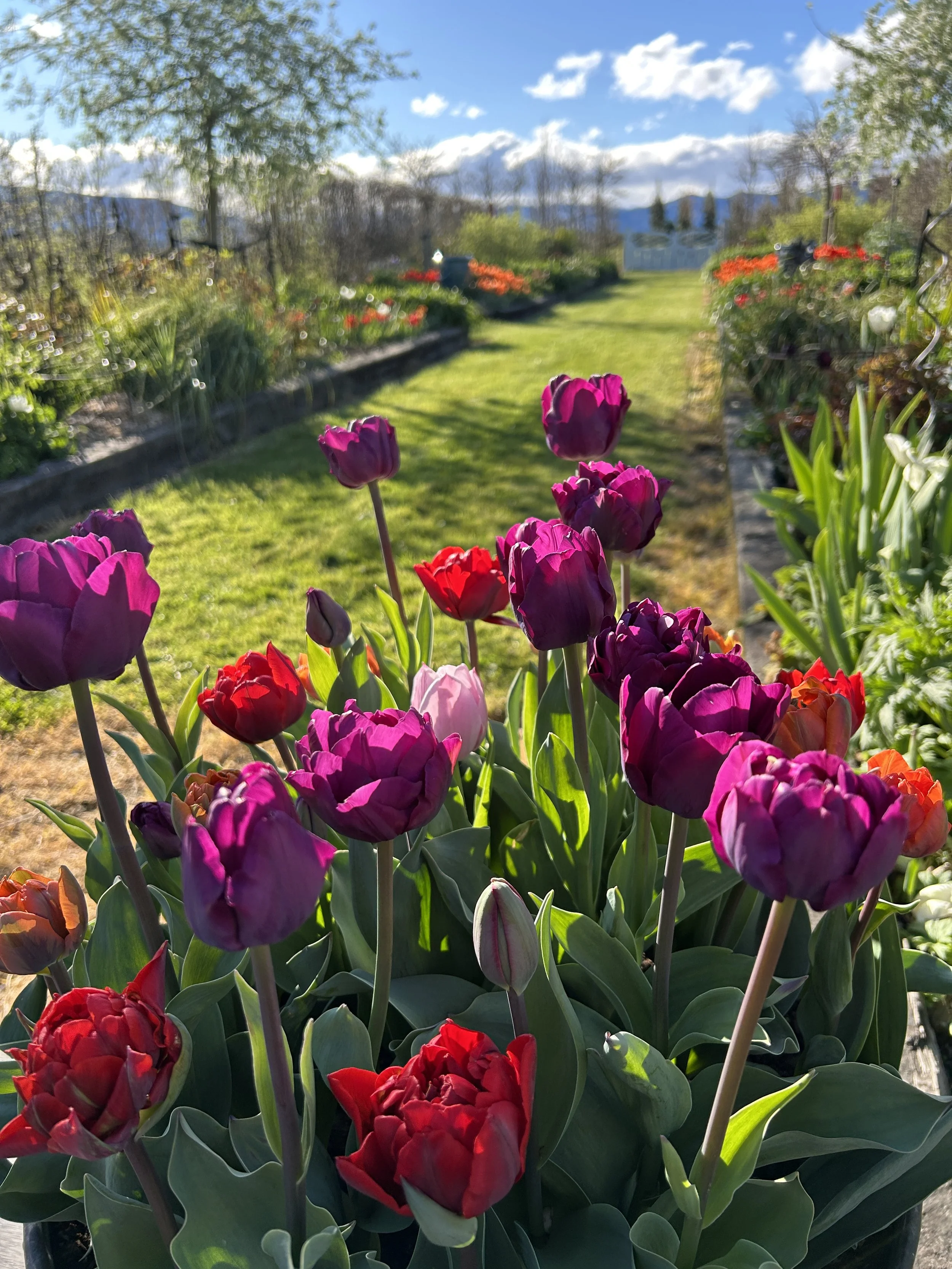 Hands off the spring bulbs!