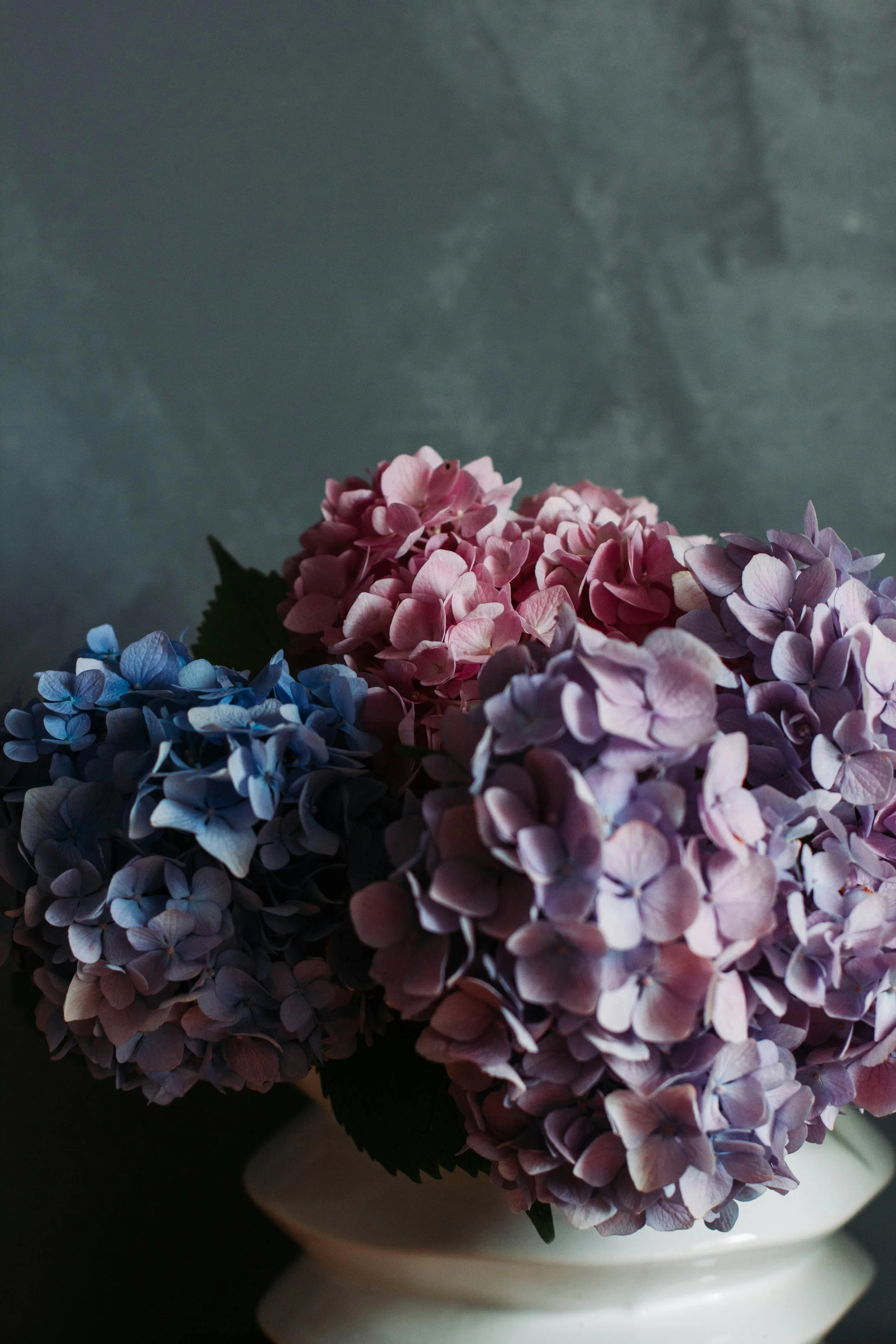 hydrangea 2.jpg