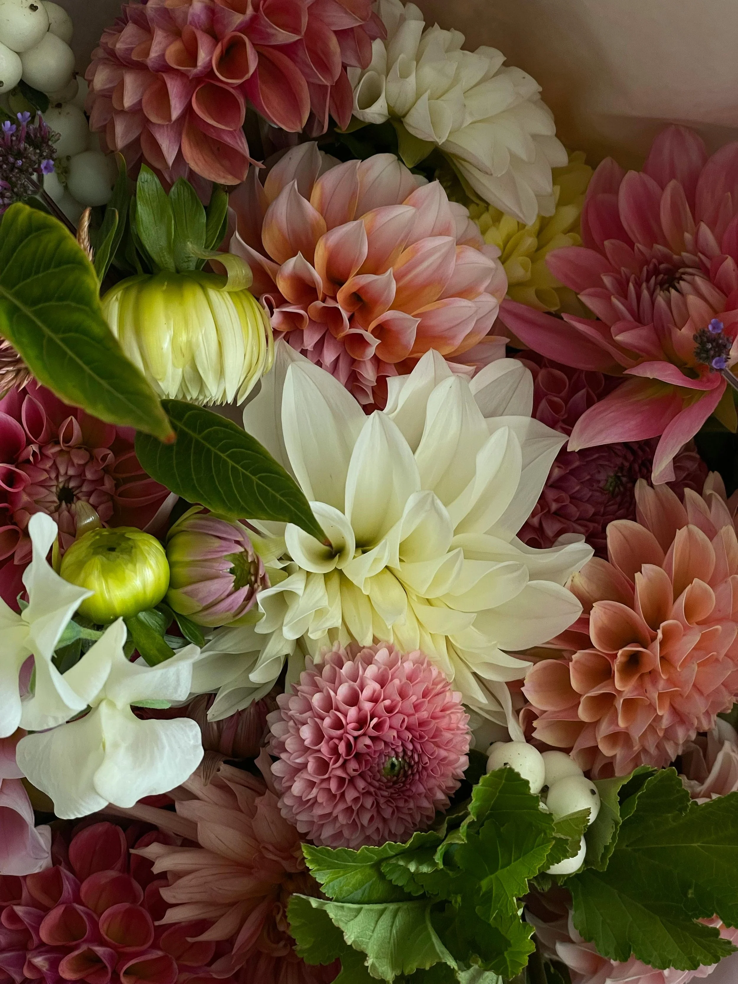 My Jekyll &amp; Hyde garden