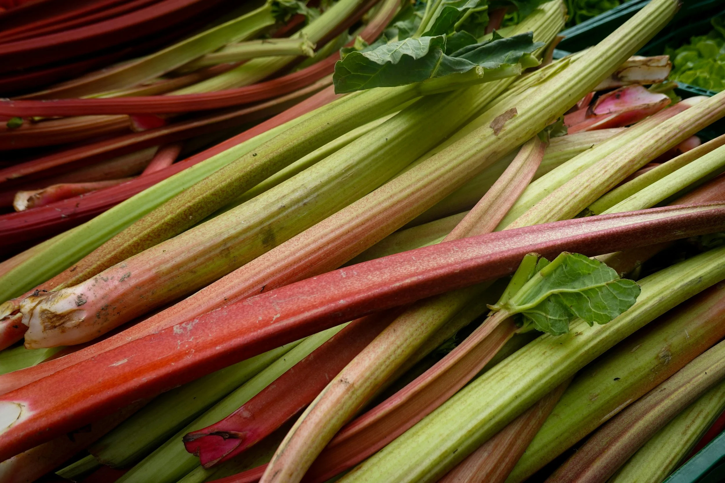 rhubarb.jpg