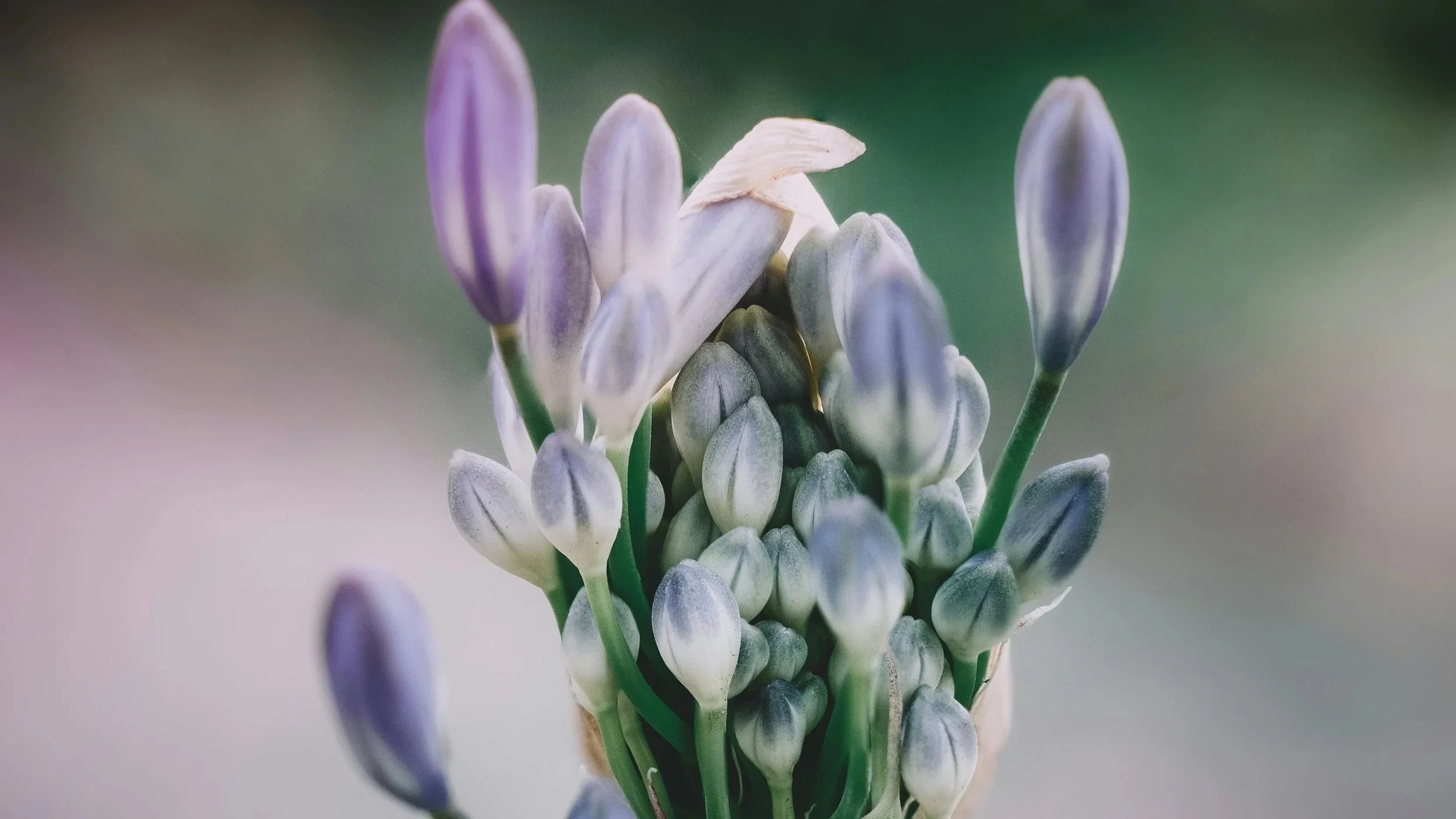 agapanthus.jpg