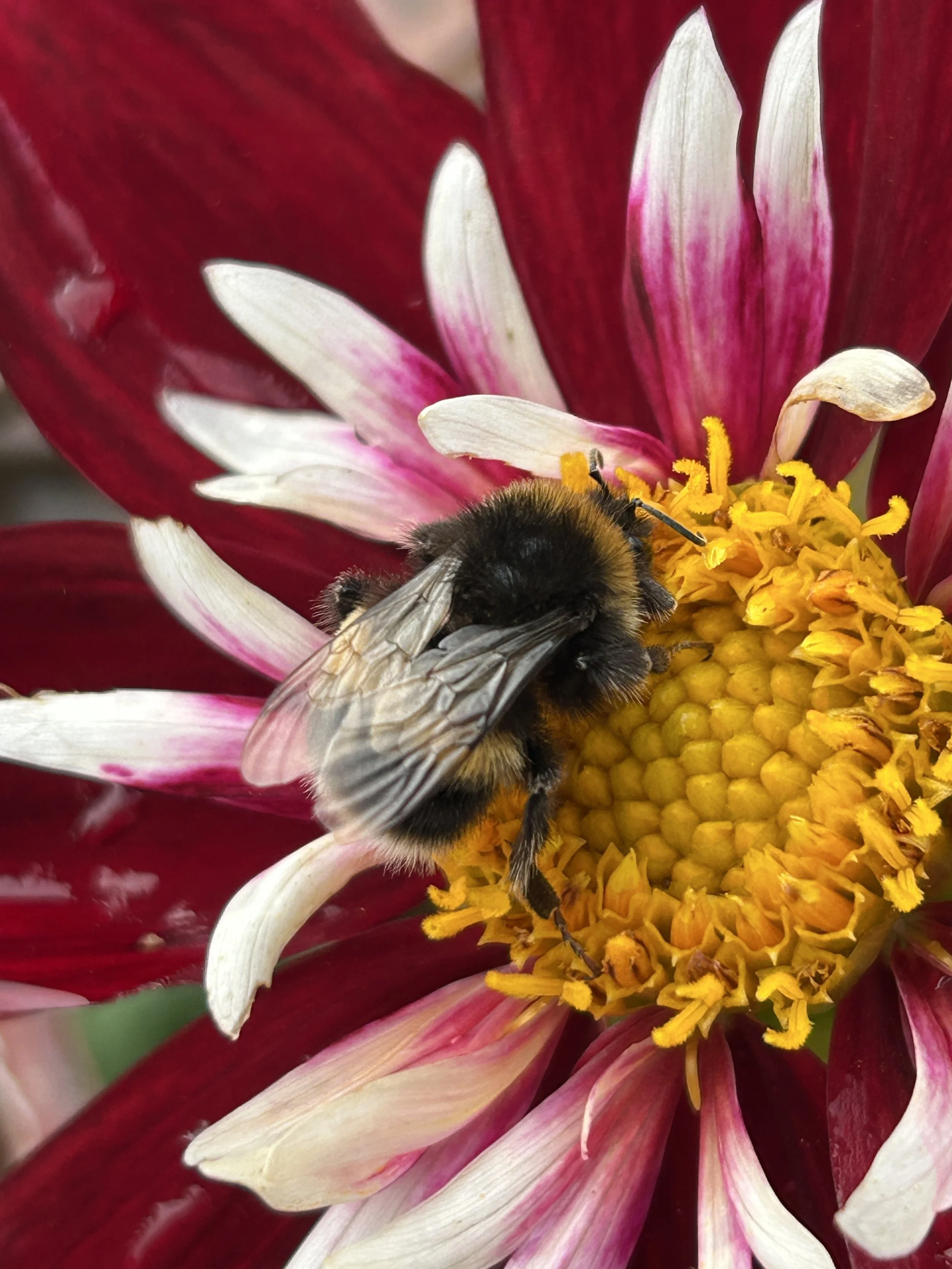 dahlia night butterfly 3.JPG