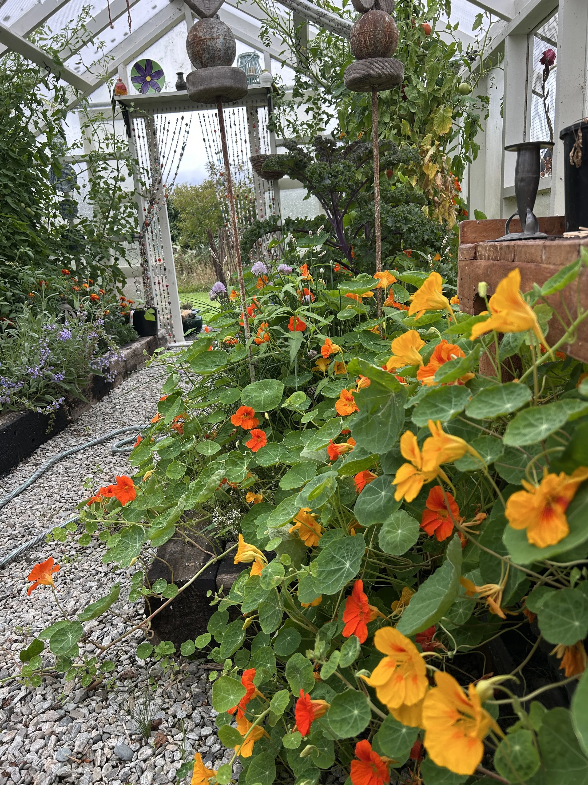 Nasturtium.JPG