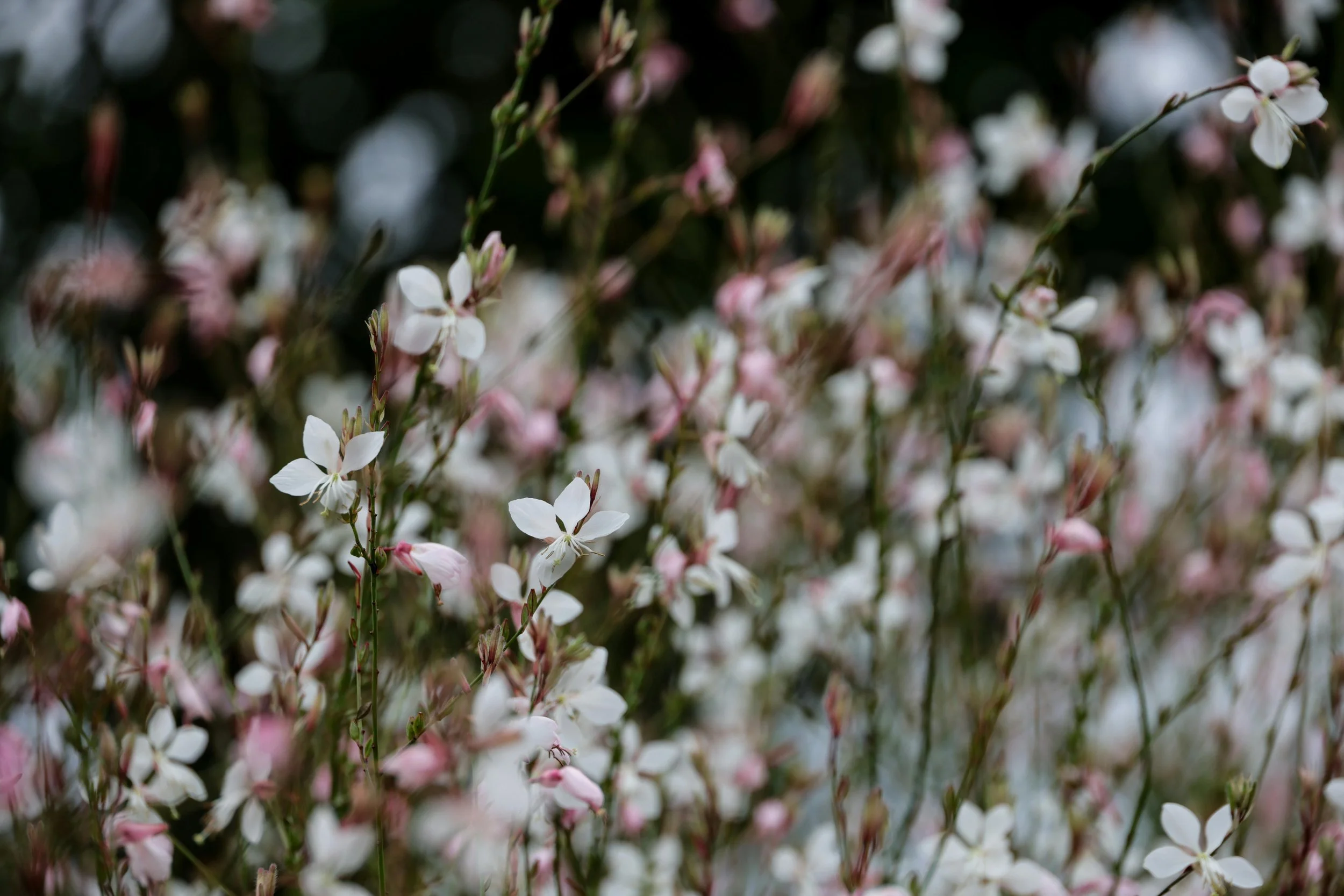 gaura 6.jpg