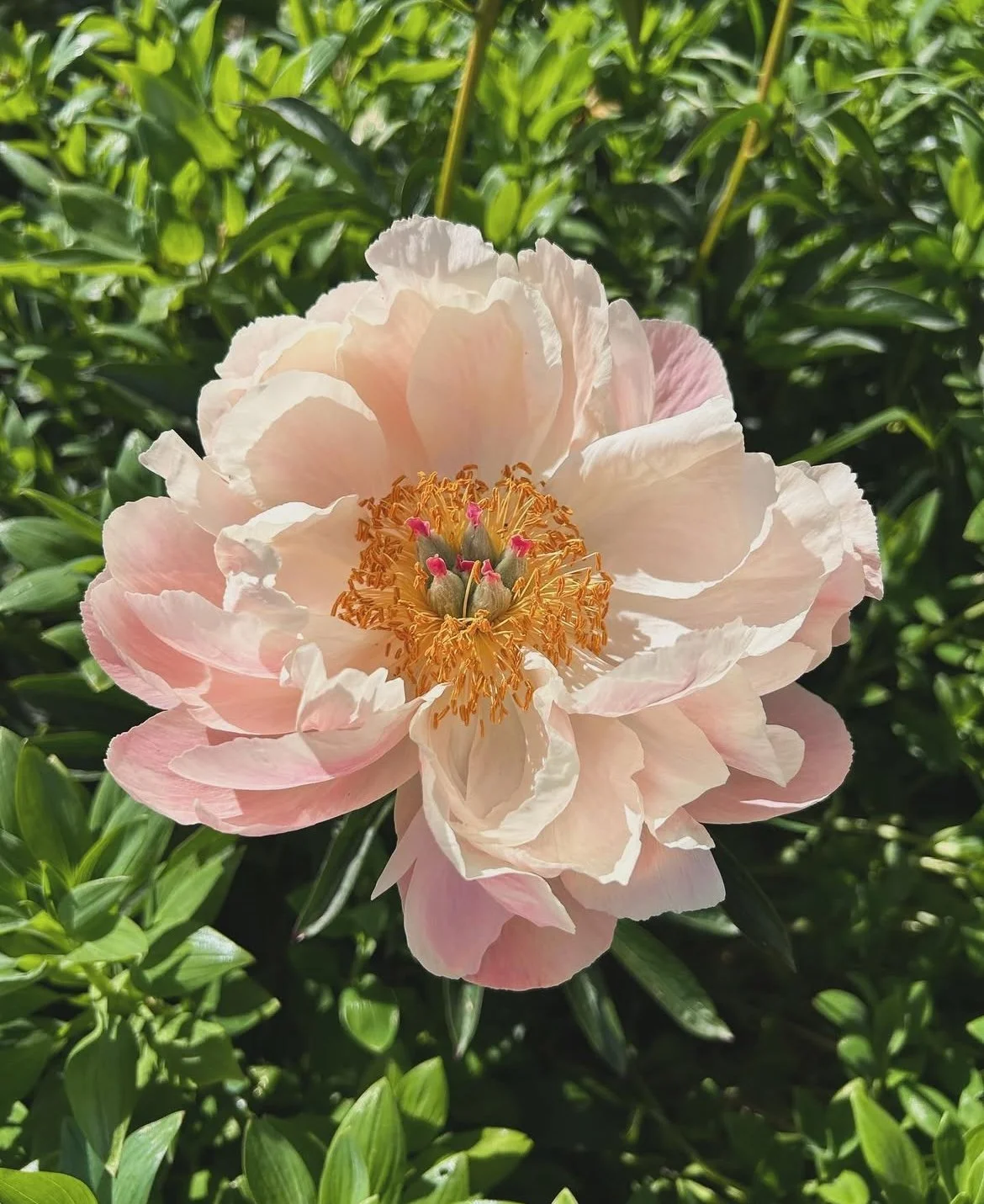 PEONY.jpg