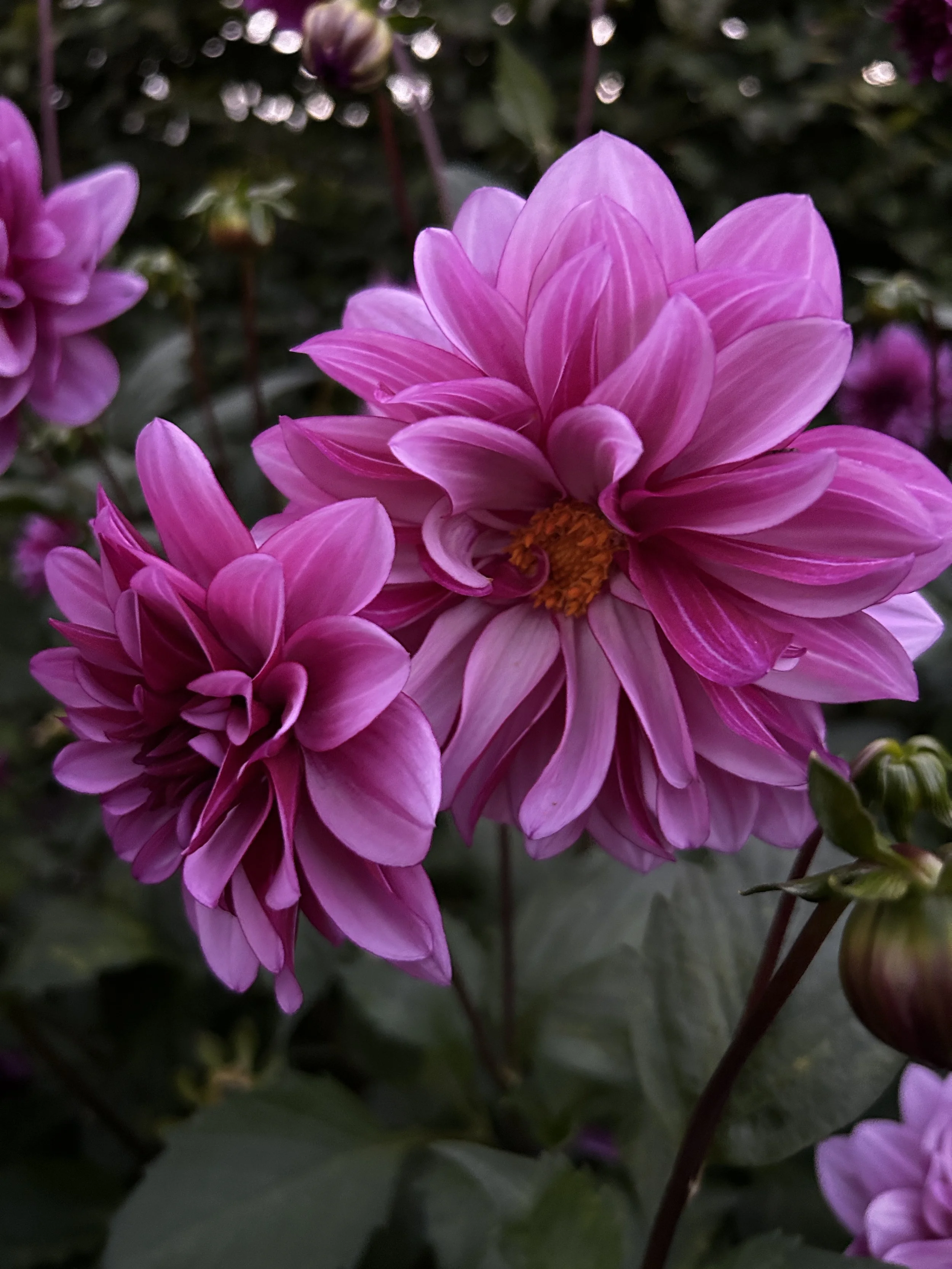 dahlia blue bell.JPG