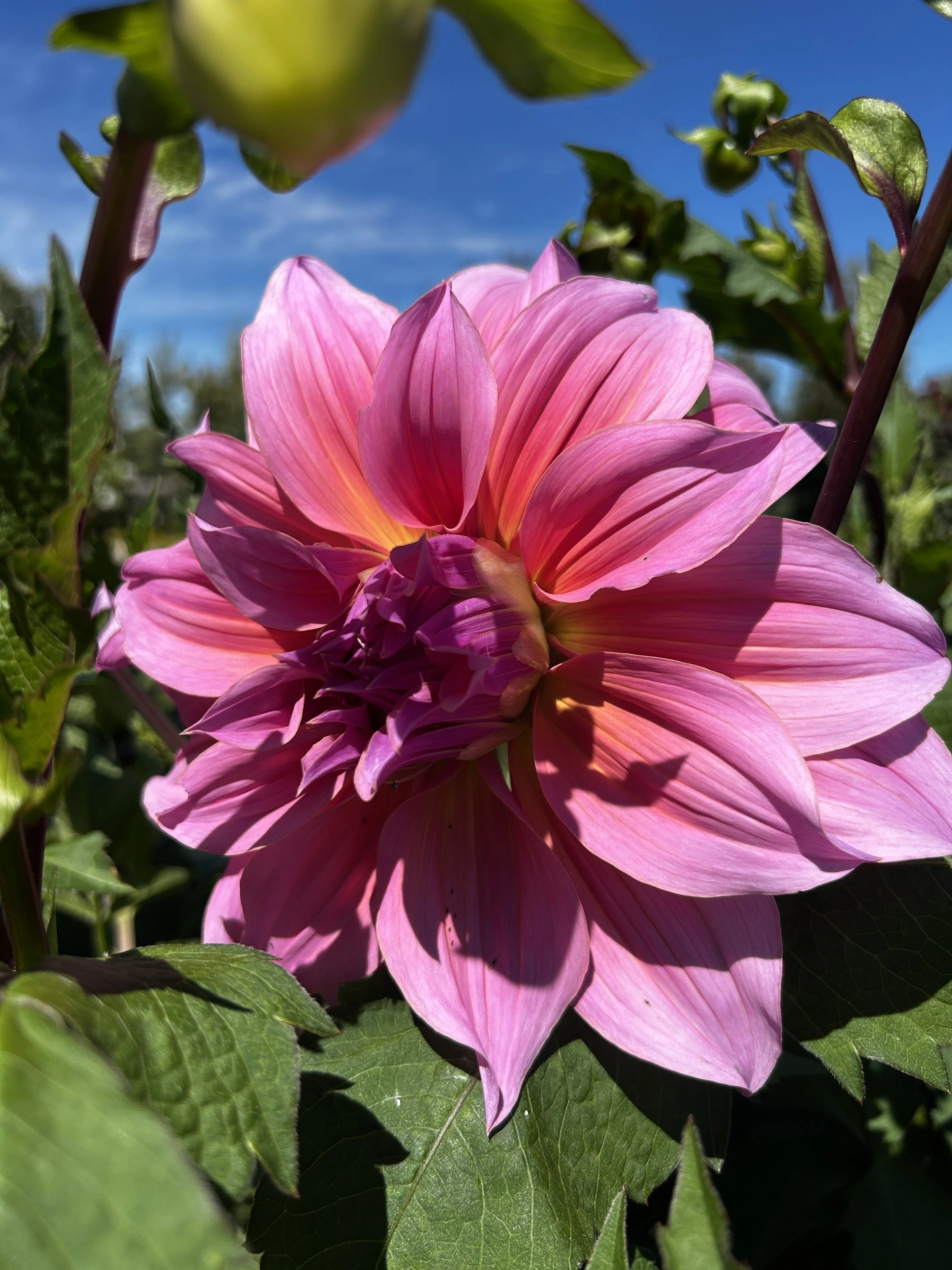 dahlia arthur hambley.JPG