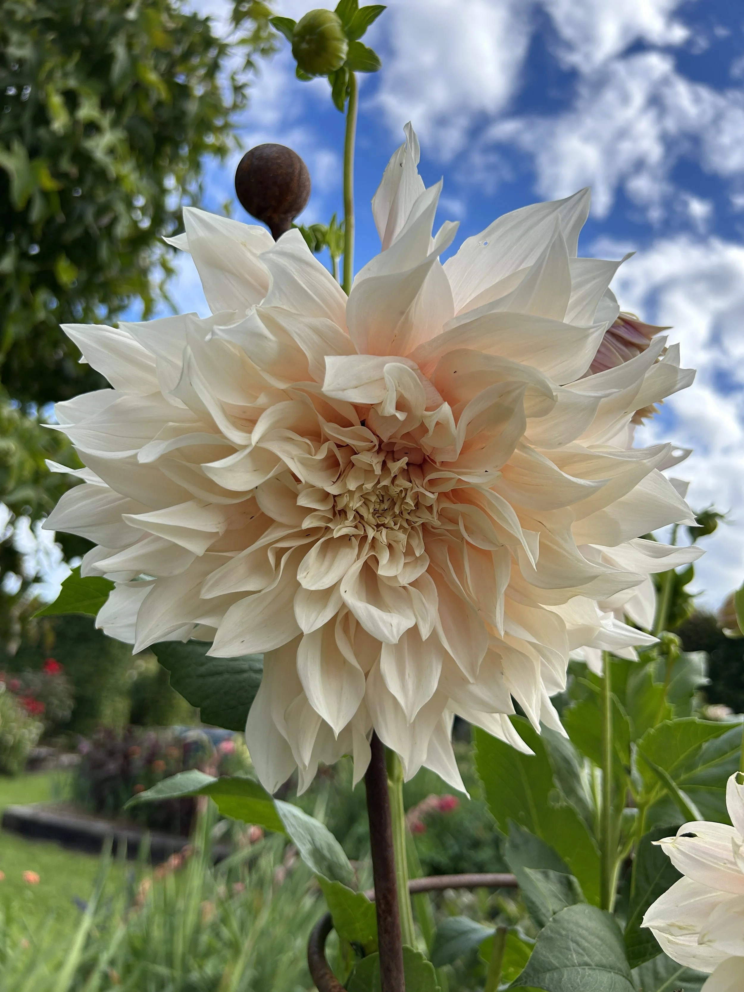 dahlia cafe au lait.JPG